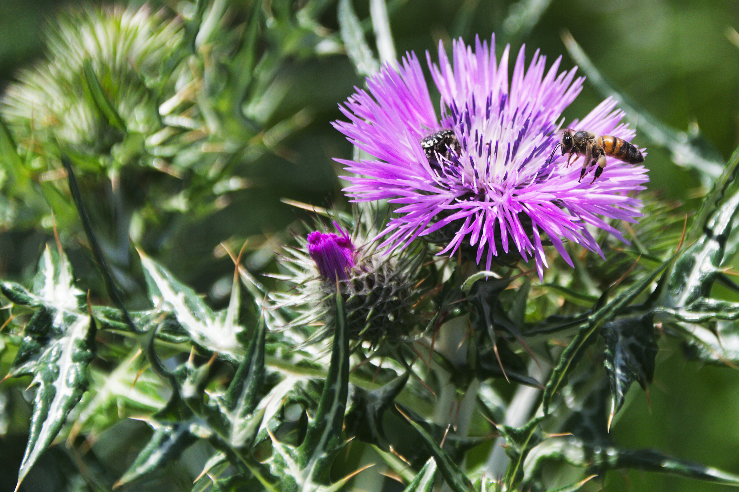 Ape parco Caffarella Roma