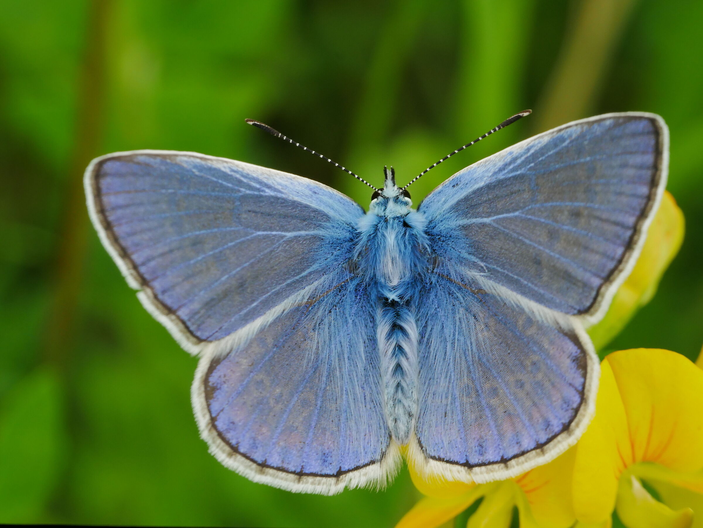 Polyommatus icarus maschio