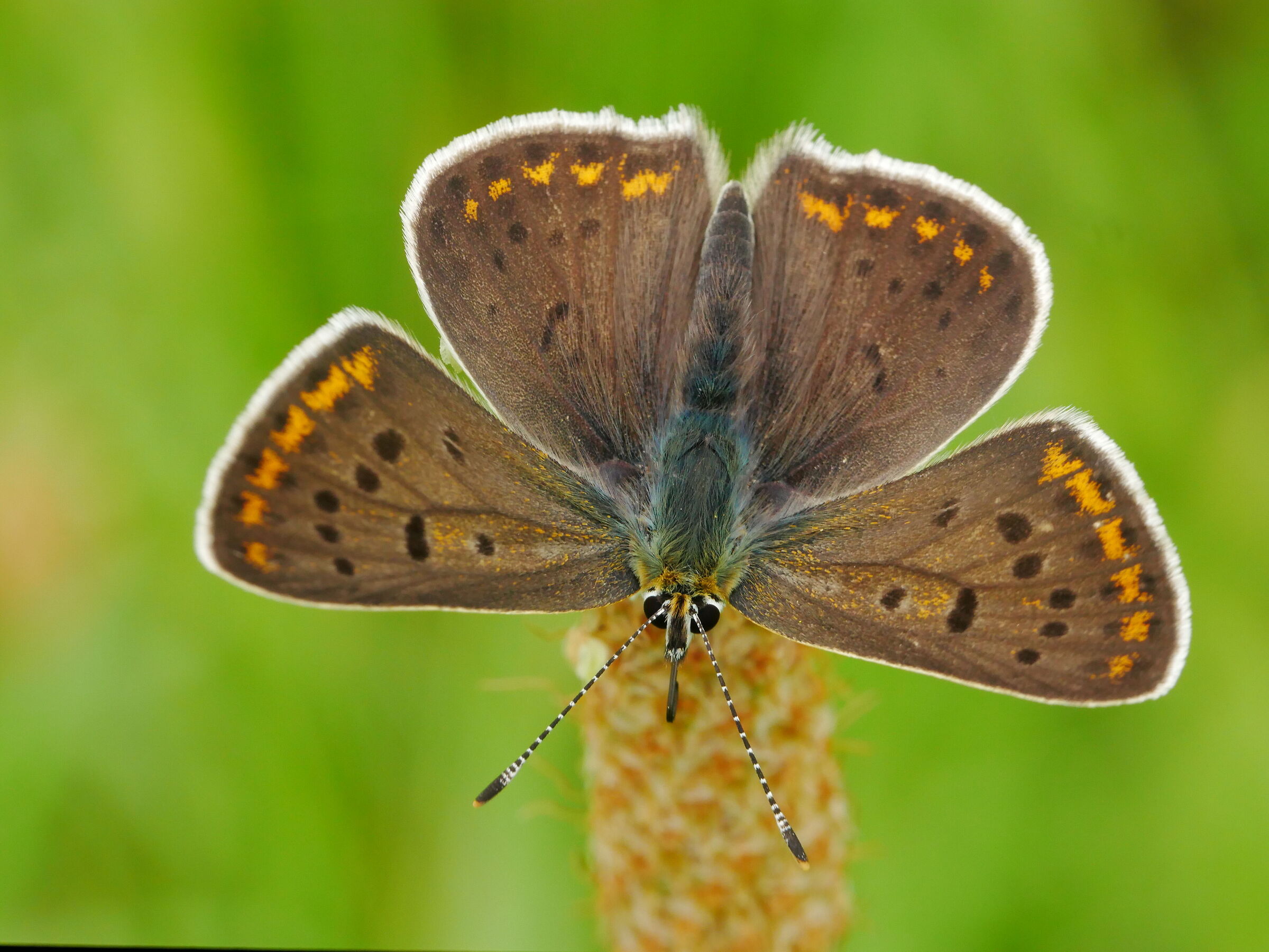 Lycaena tityrus maschio