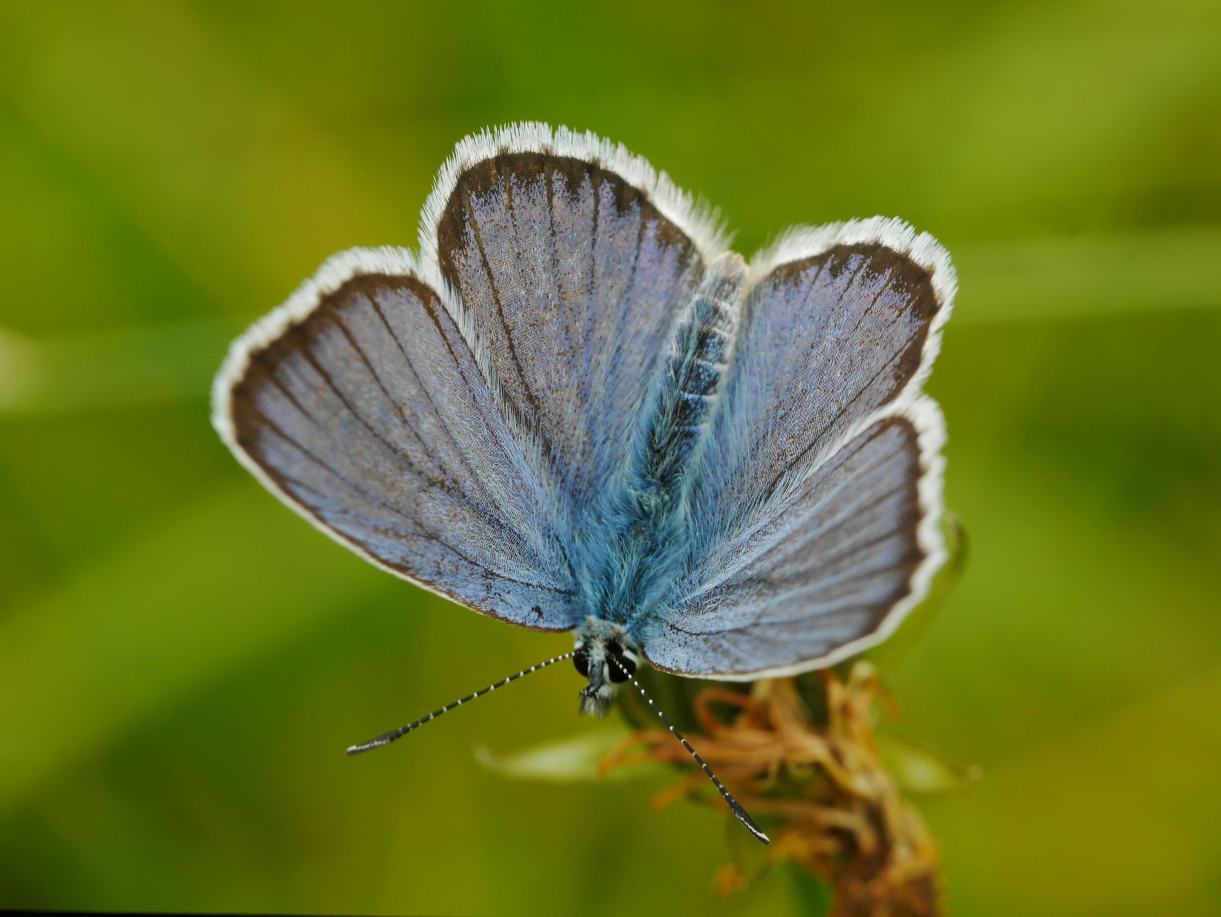 Plebejus sp.