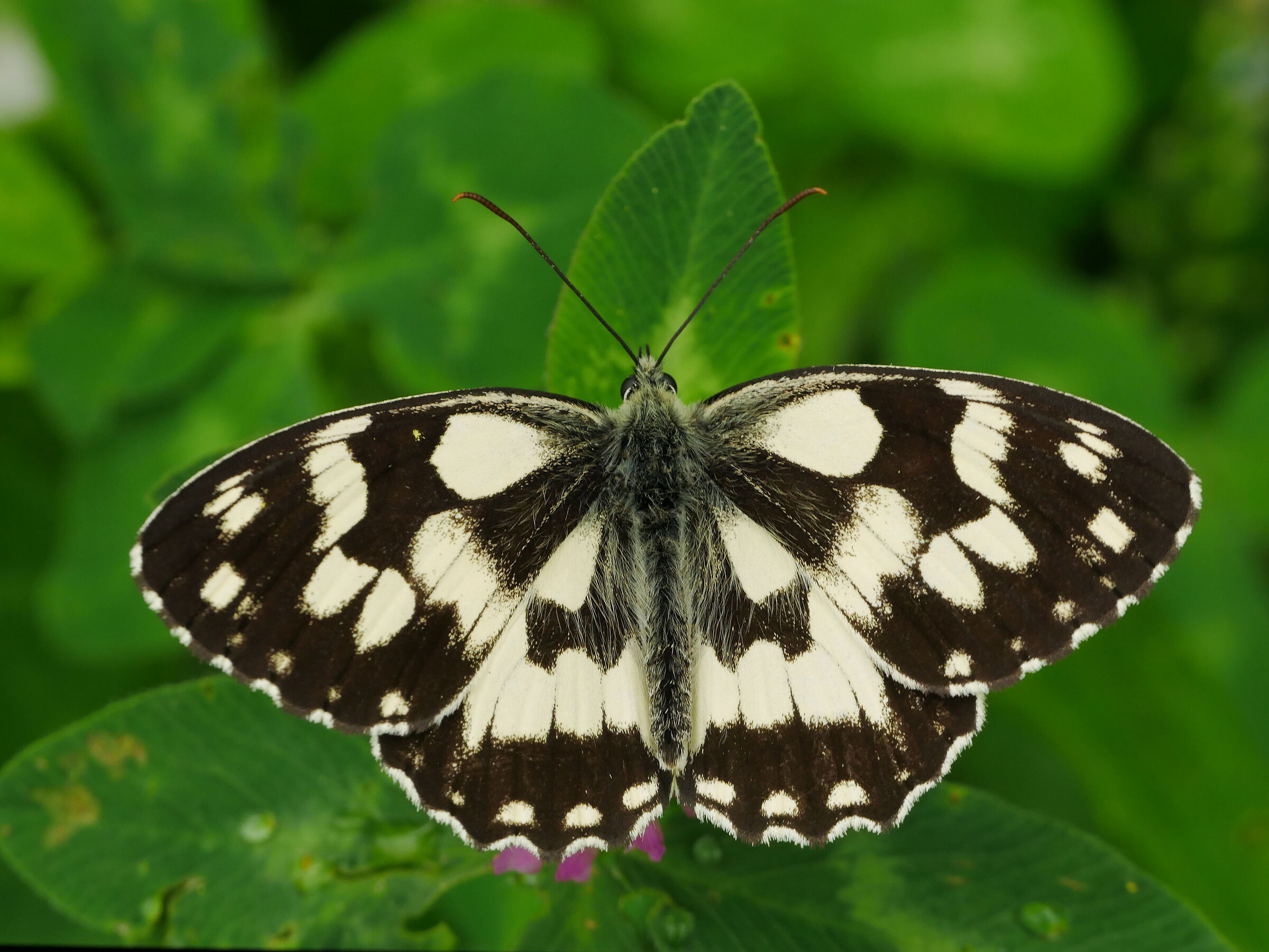 Melanargia galathea