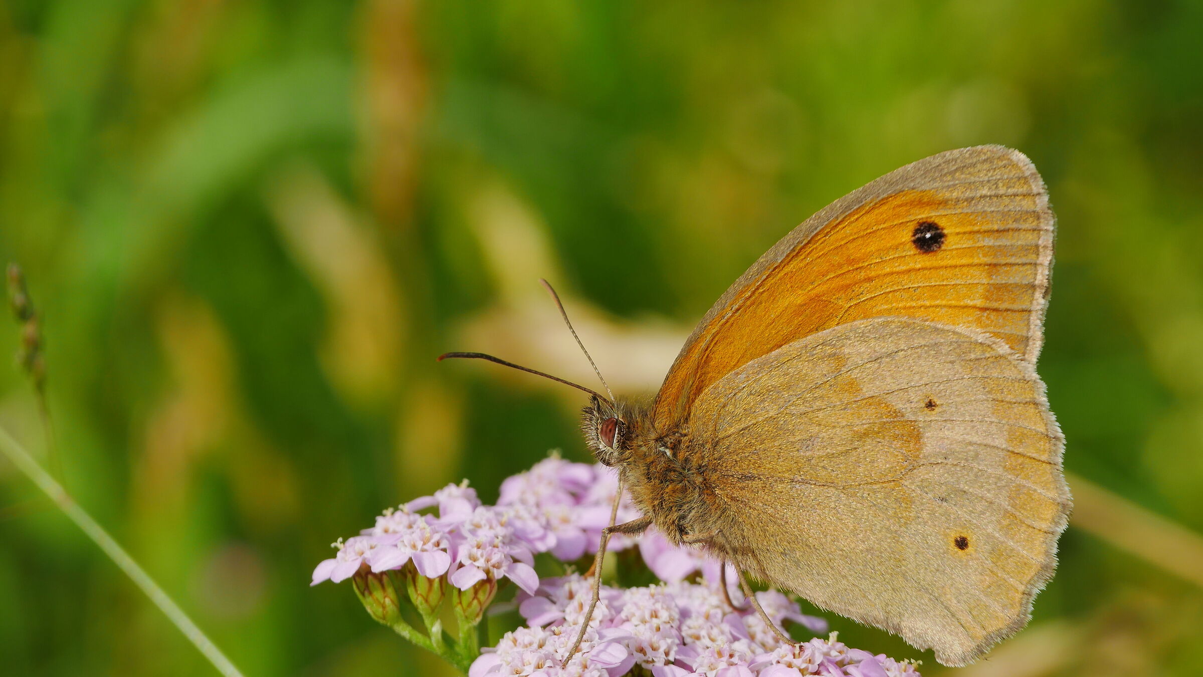 Maniola jurtina maschio