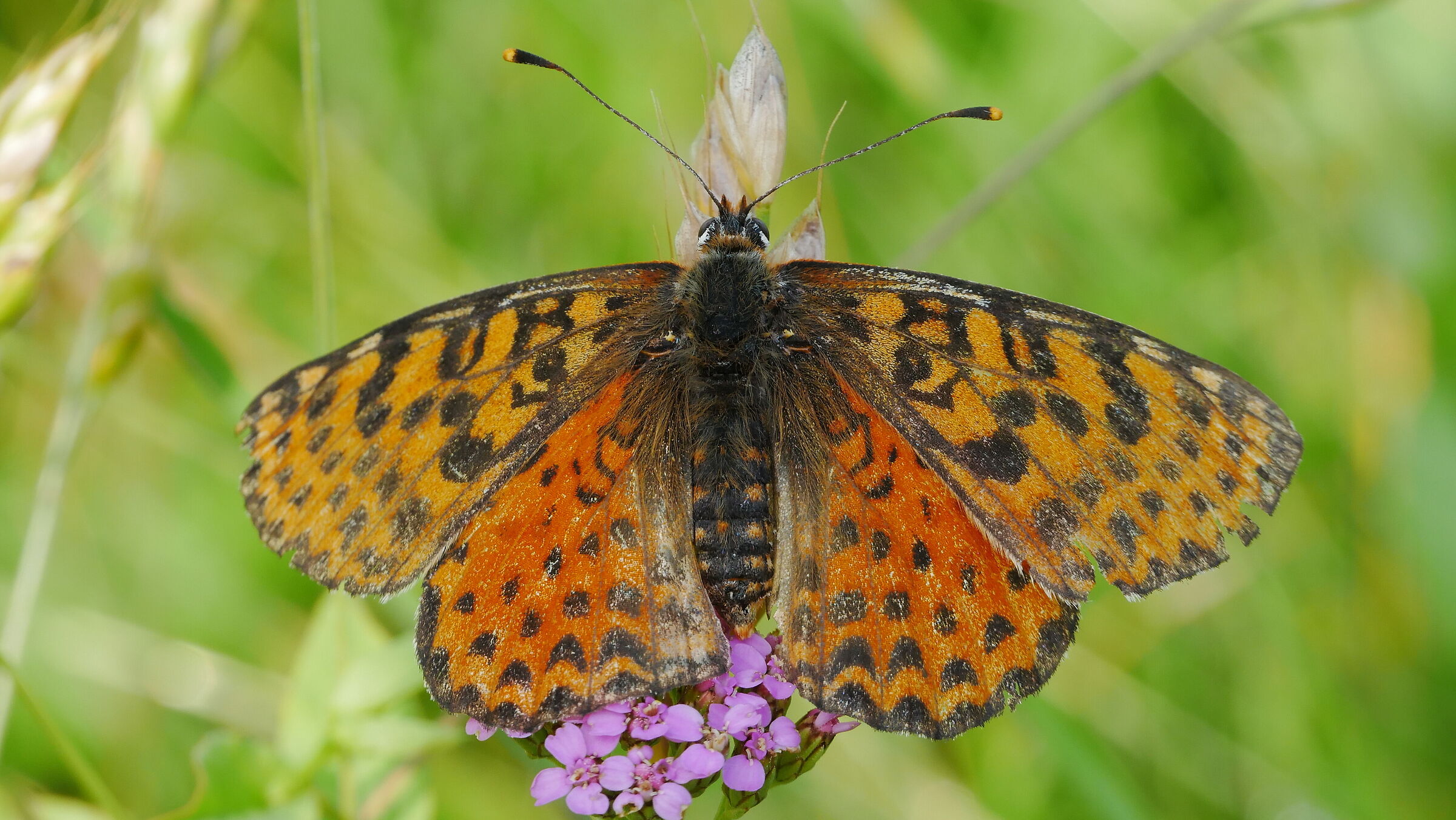 Melitaea didyma femmina