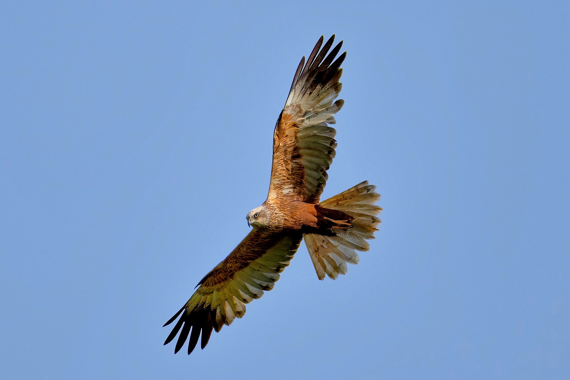 Marsh harrier (Circus aeruginosus) male