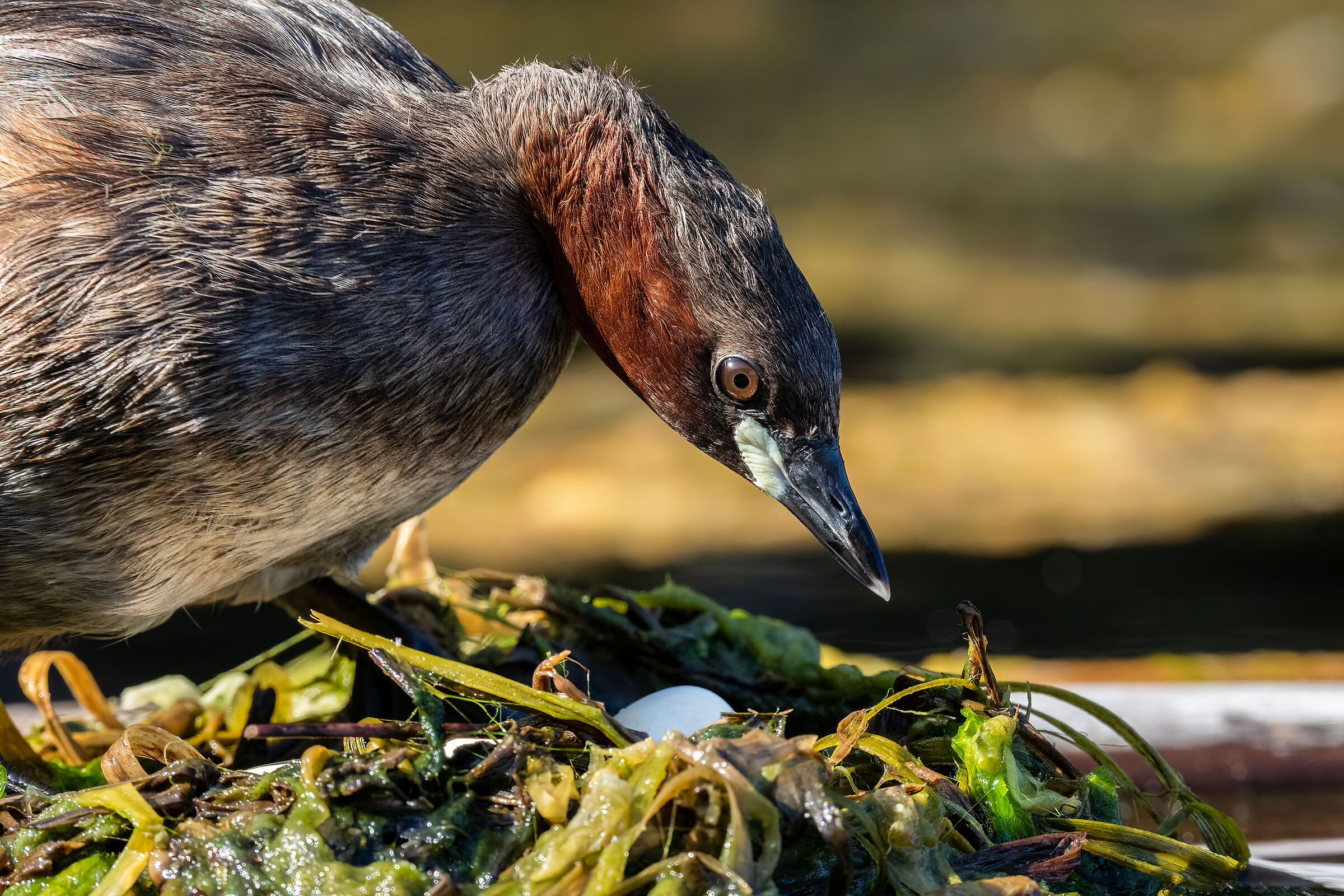 Tuffetto (Tachybaptus ruficollis)
