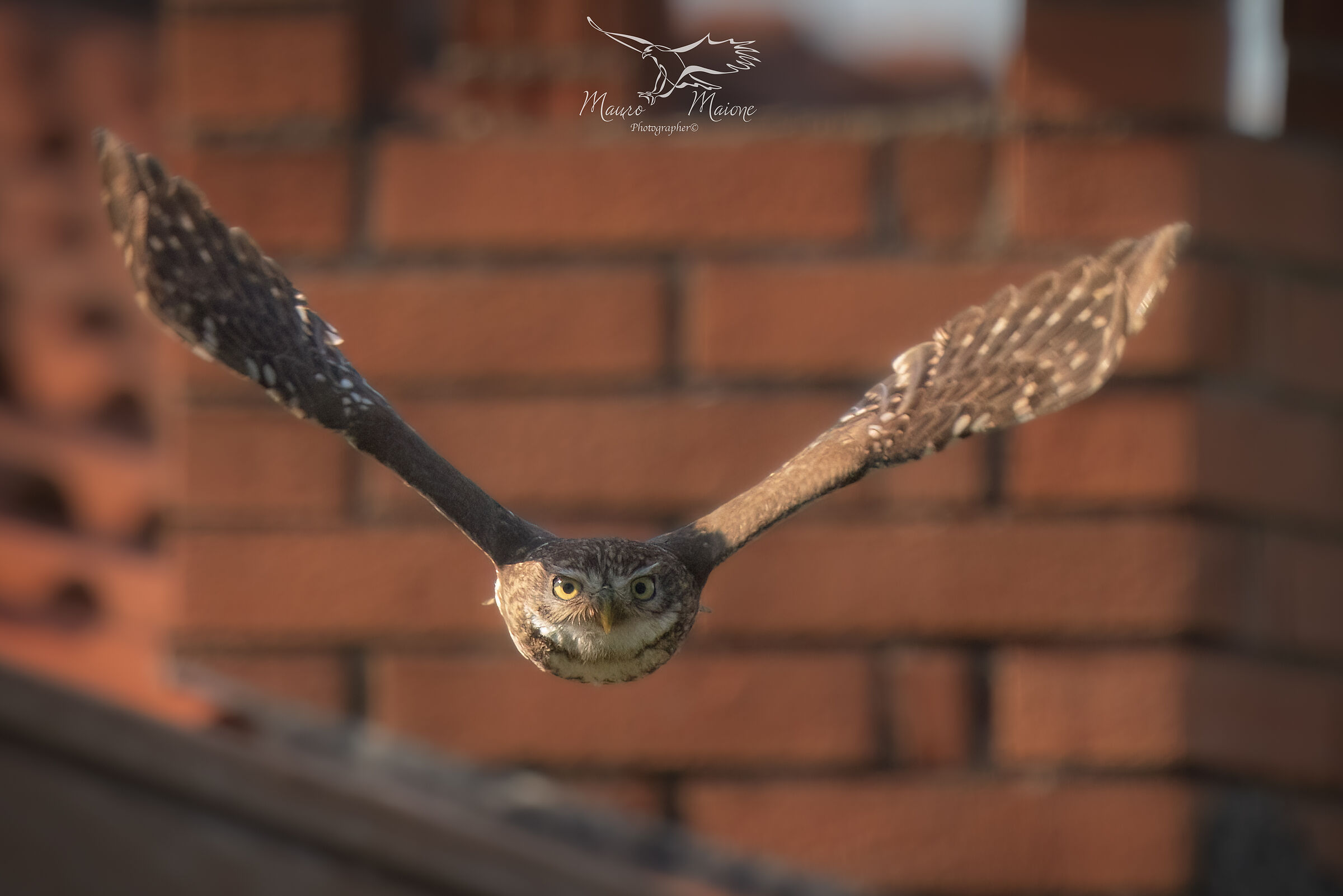 owl