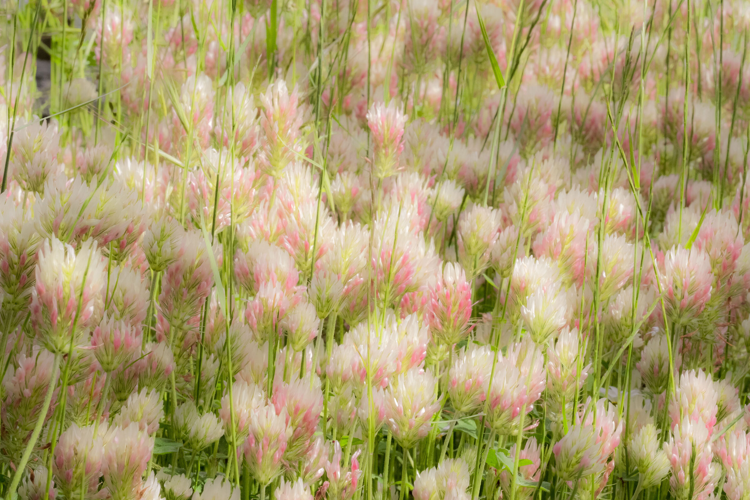 festa di primavera