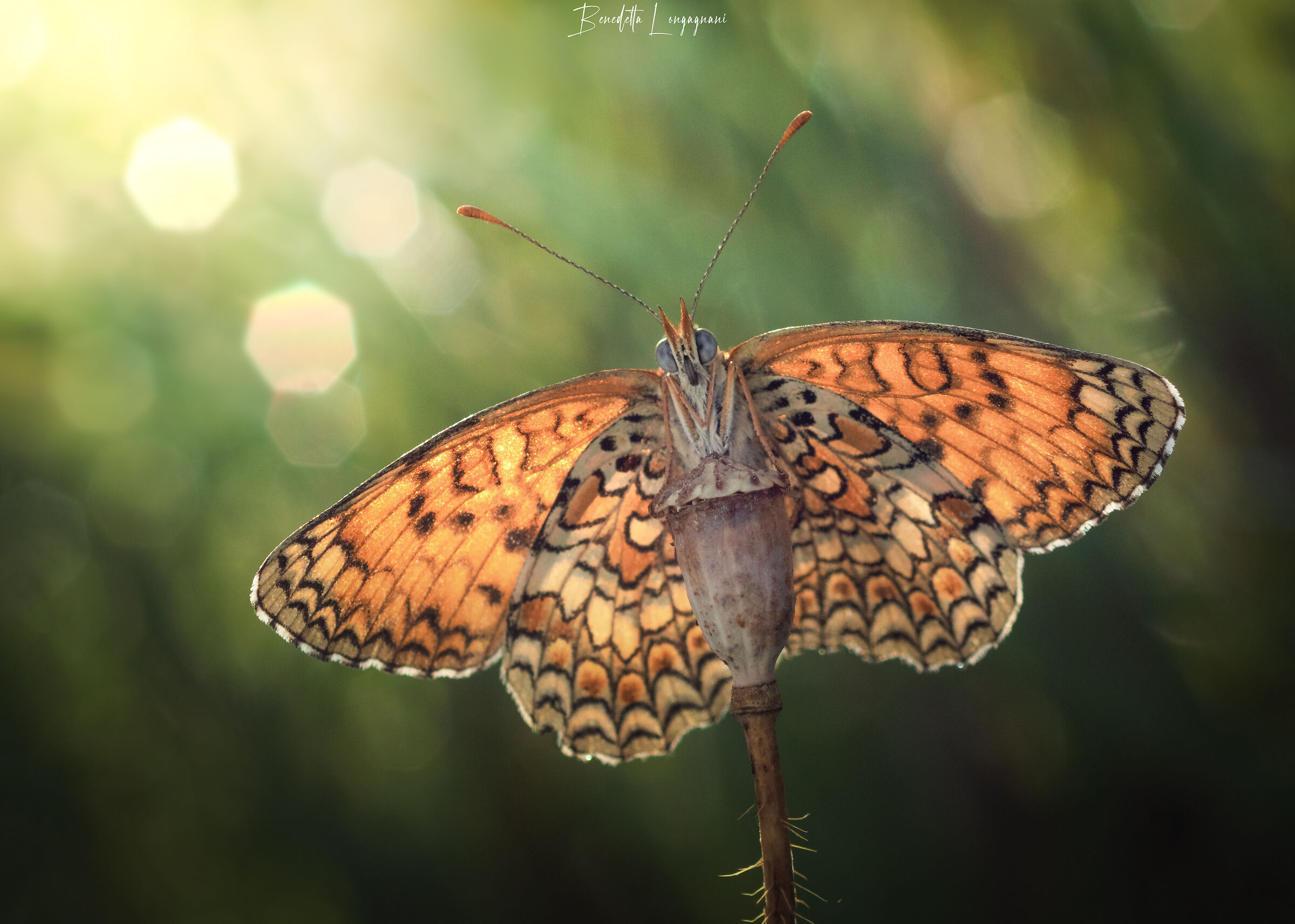 Welcoming a new day with open arms