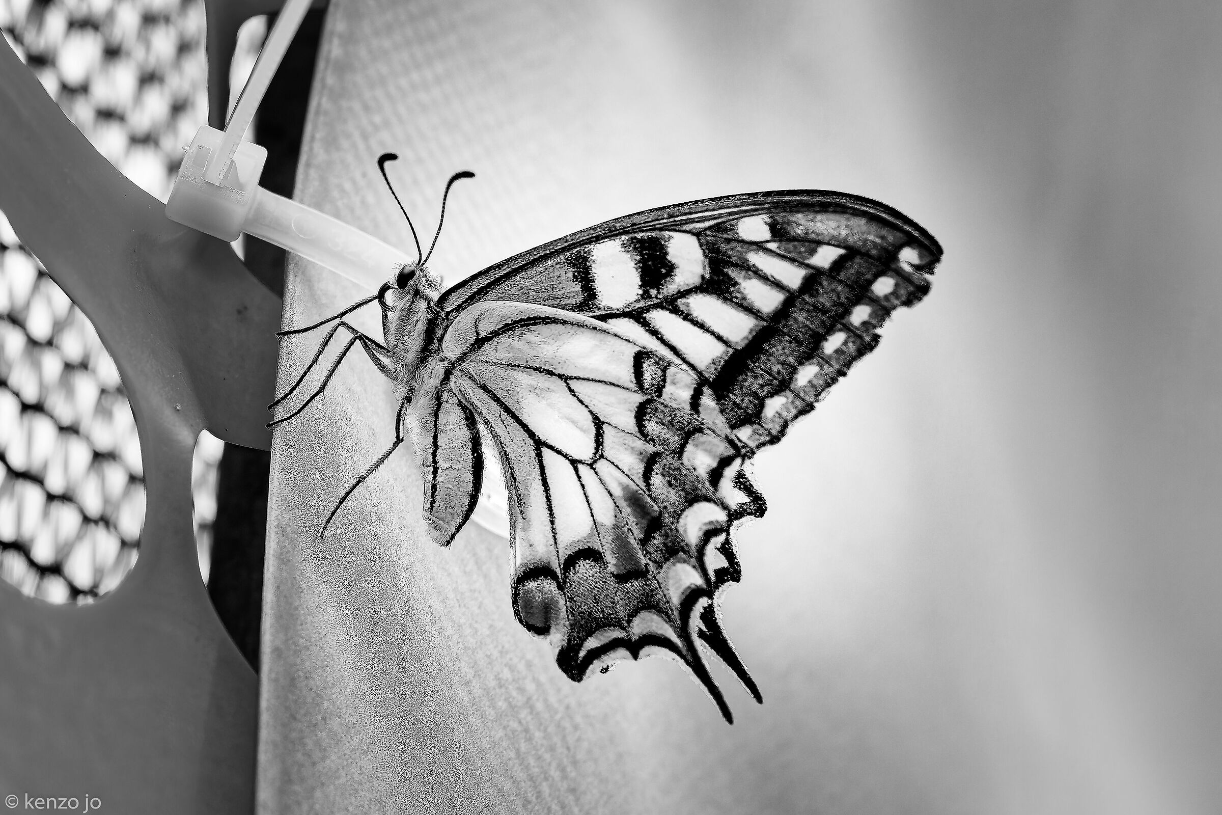 The colors of the swallowtail