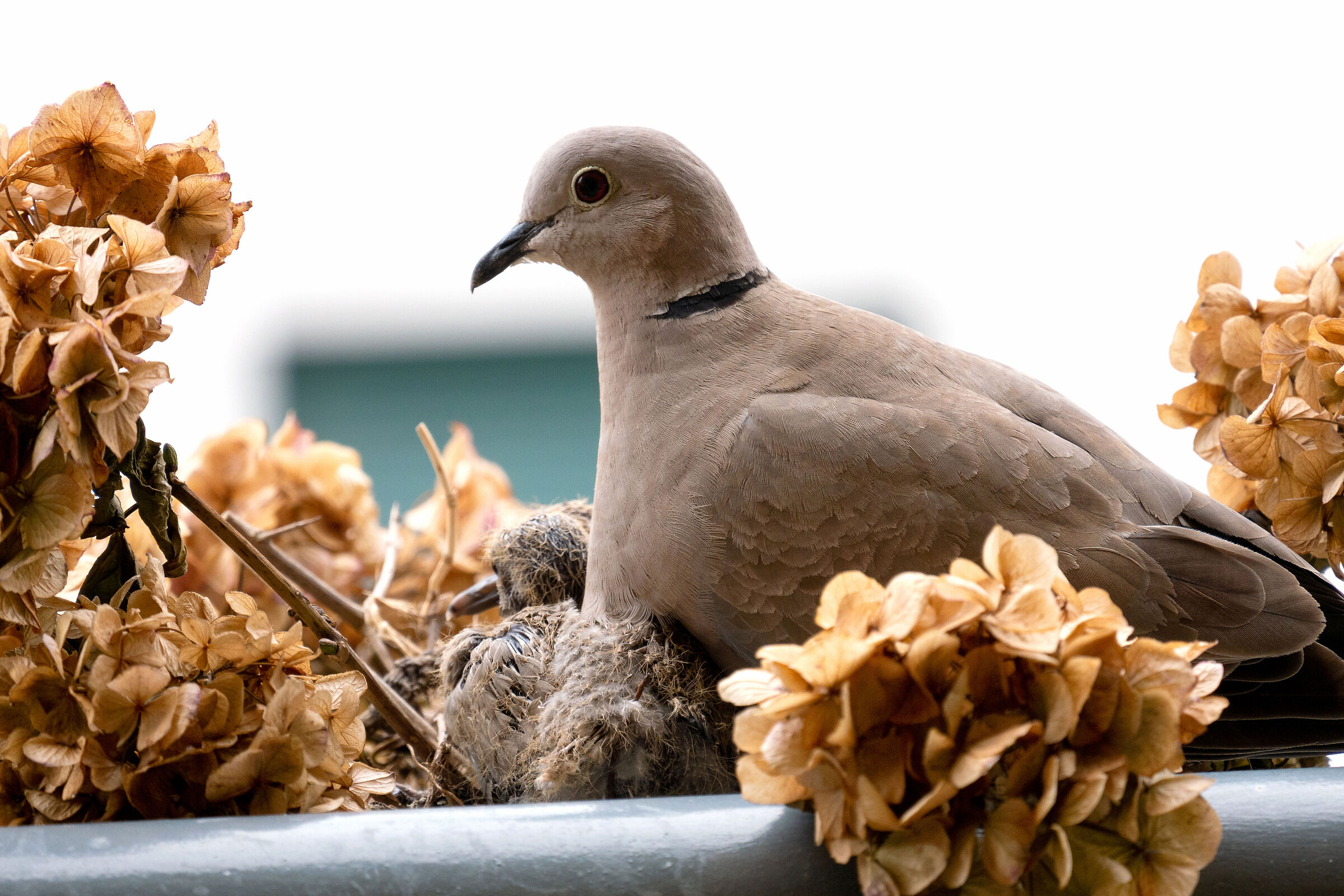 Tortore 2 - the brooding