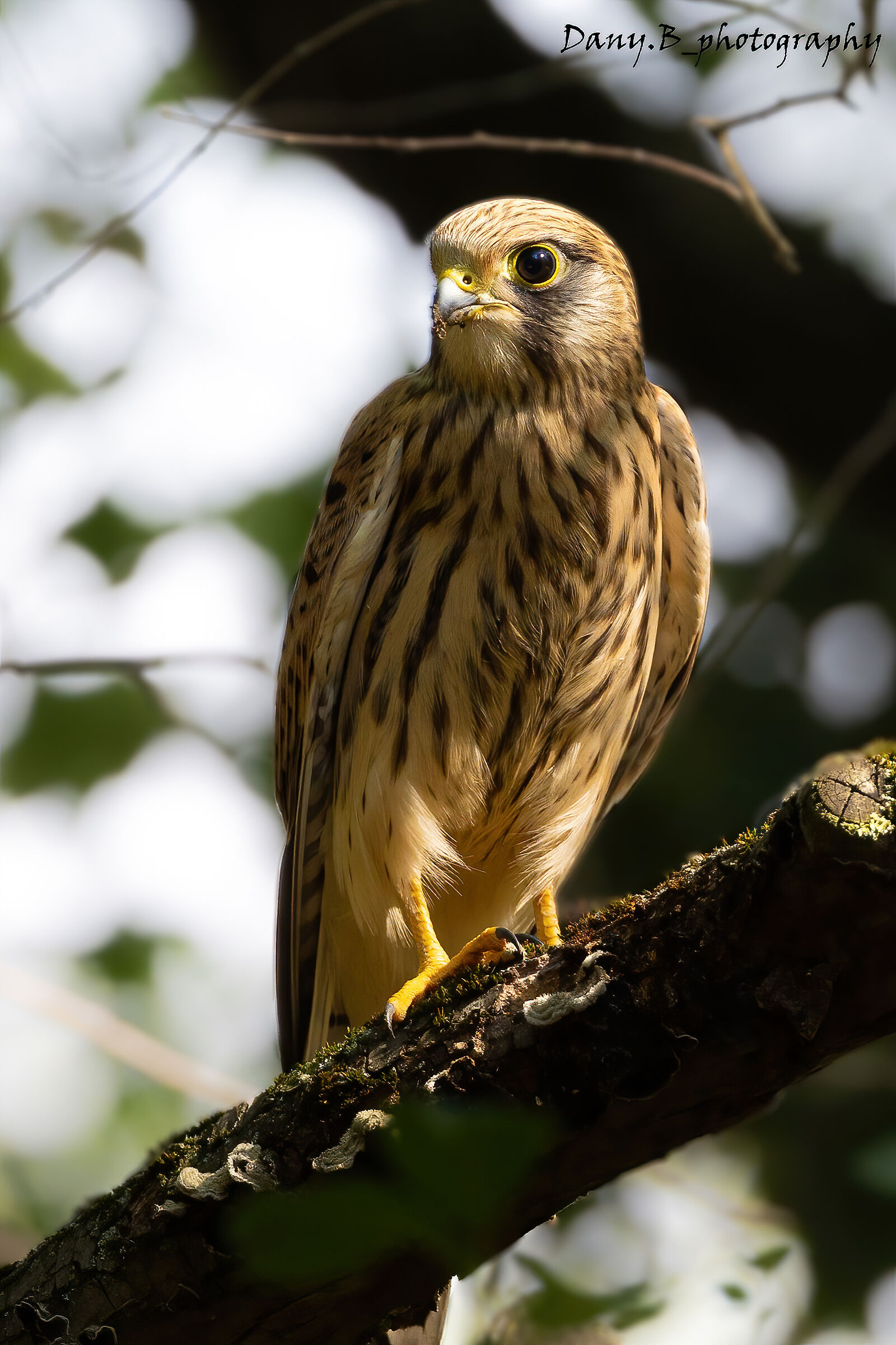 Female kestrel at sunset