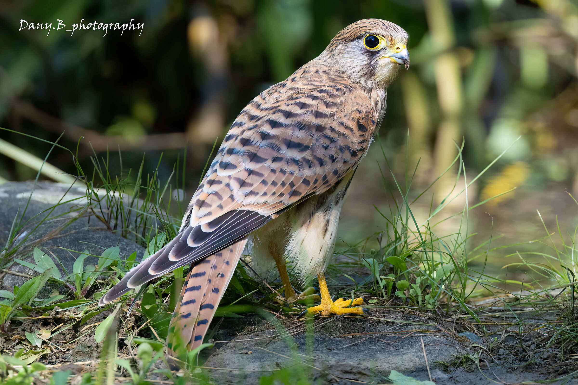 Female kestrel