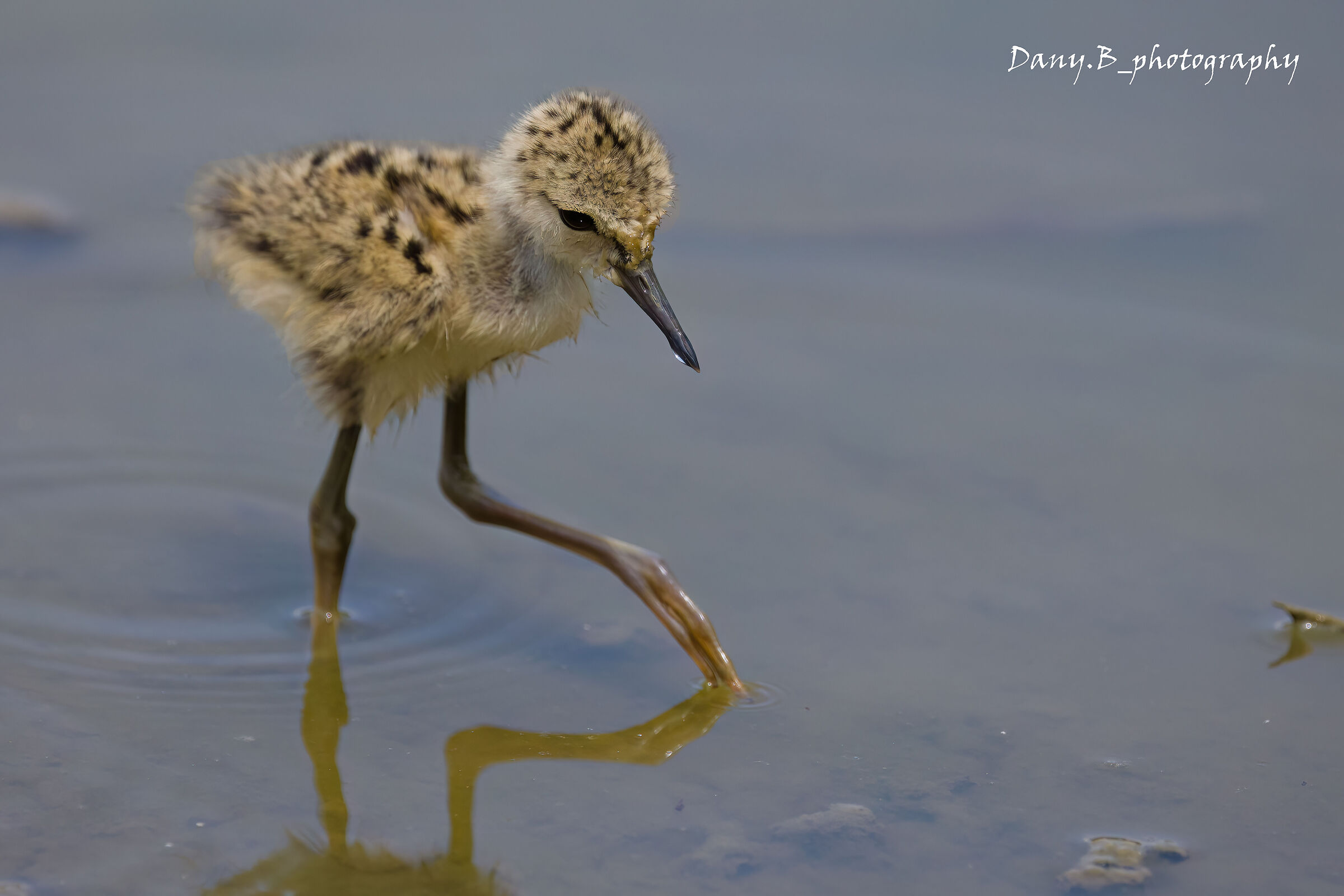 Pullo di cavaliere d'Italia