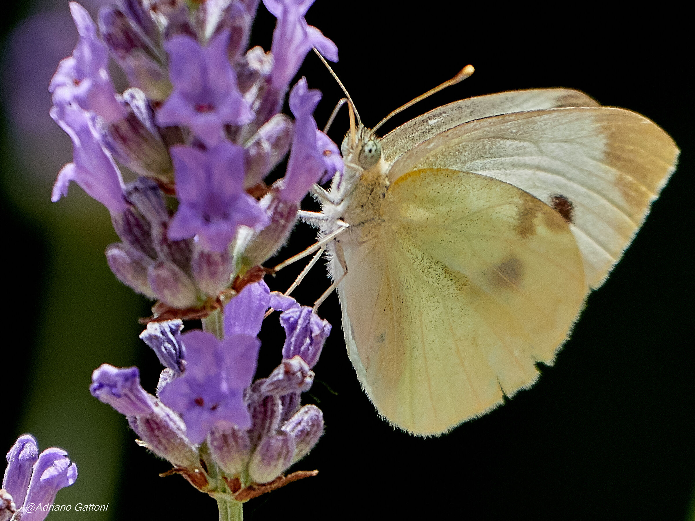caccia grossa ... in giardino di casa - cavolaia