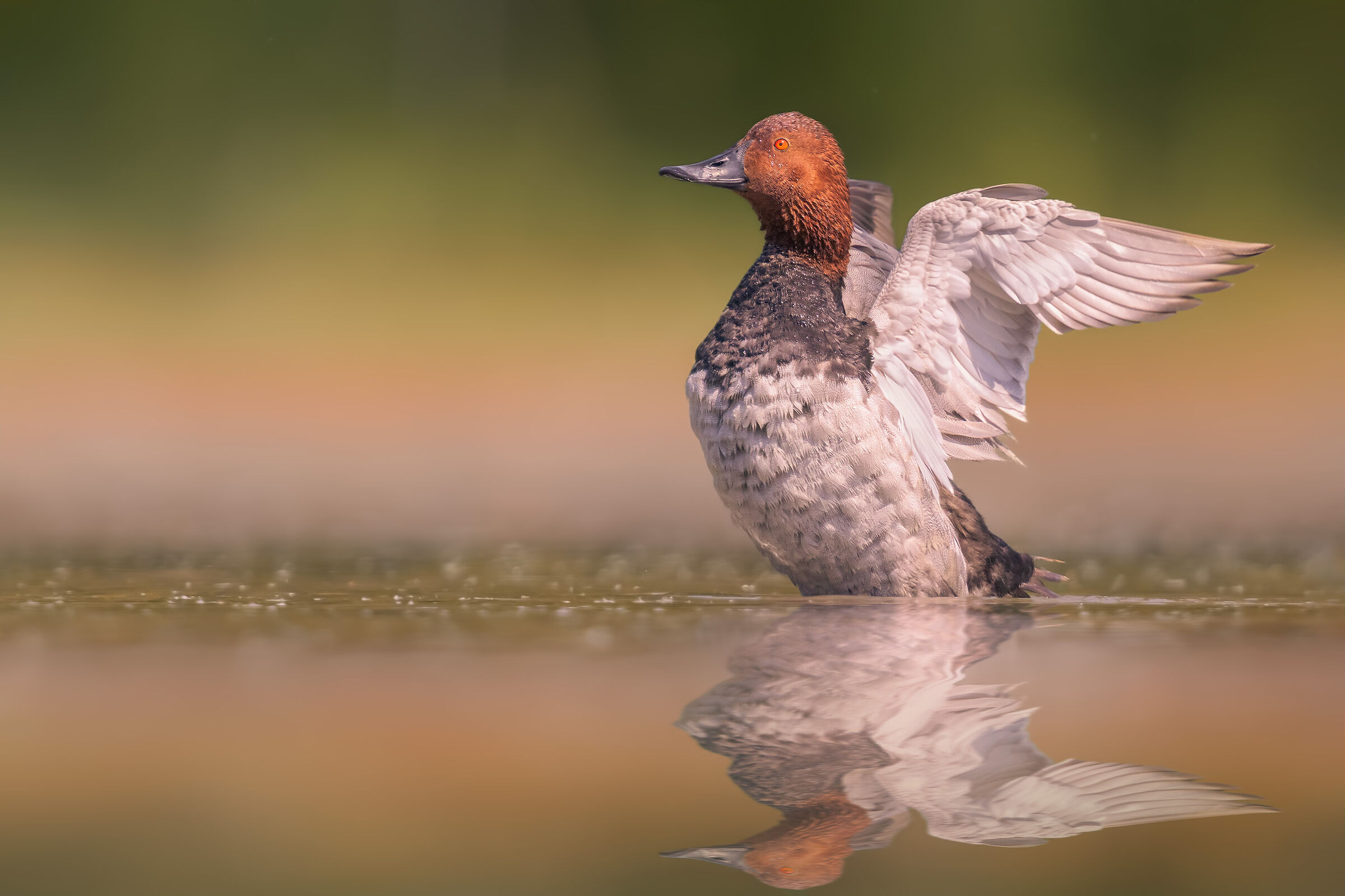 Common pochard