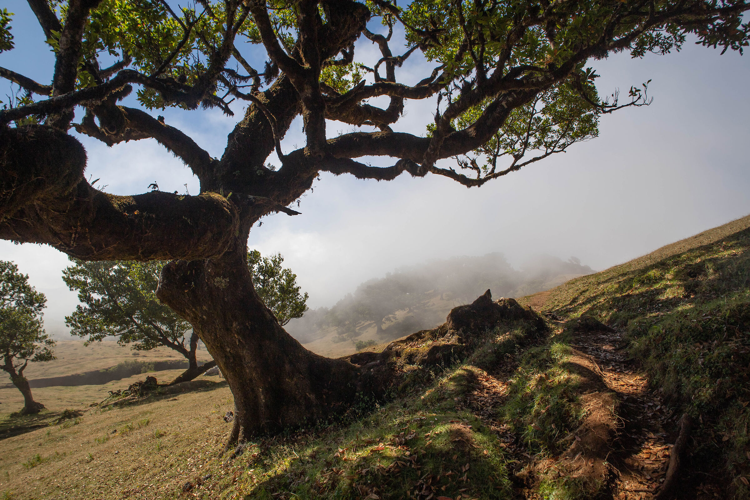 Foresta di Fanal Madeira