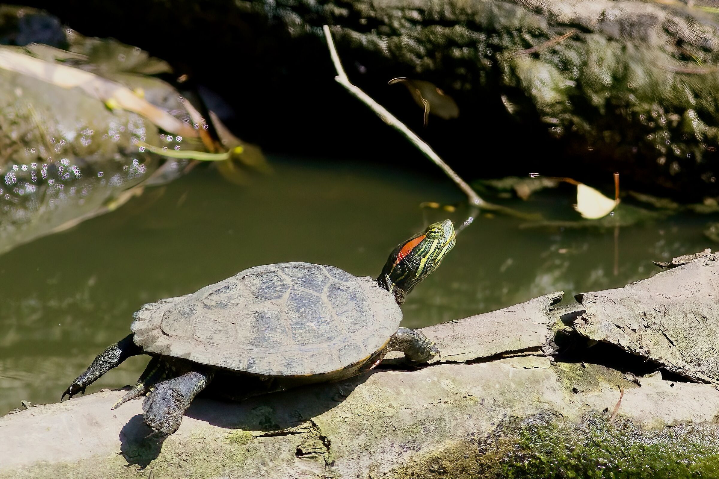Red-eared turtle