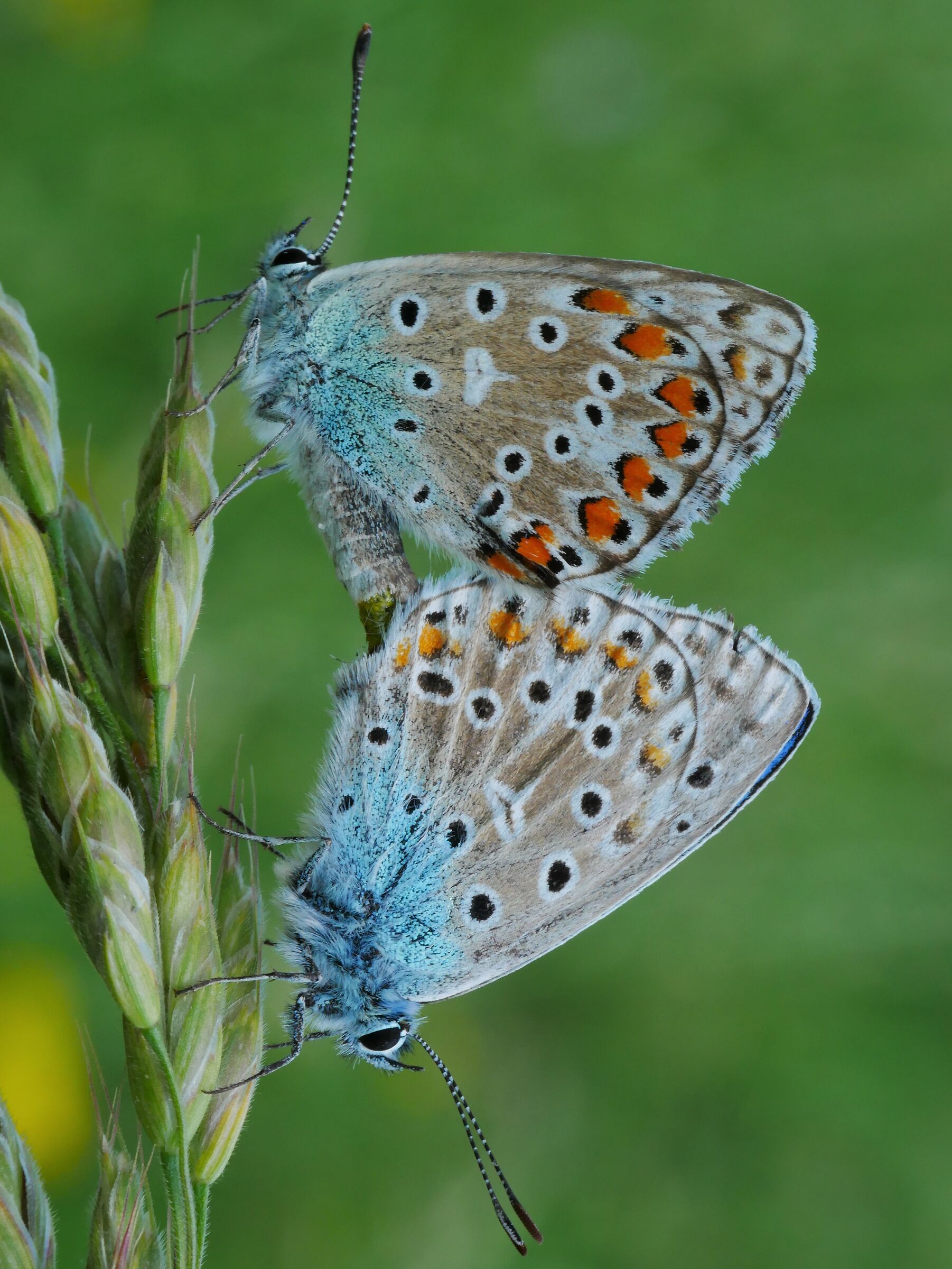 Nuova generazione in arrivo....
