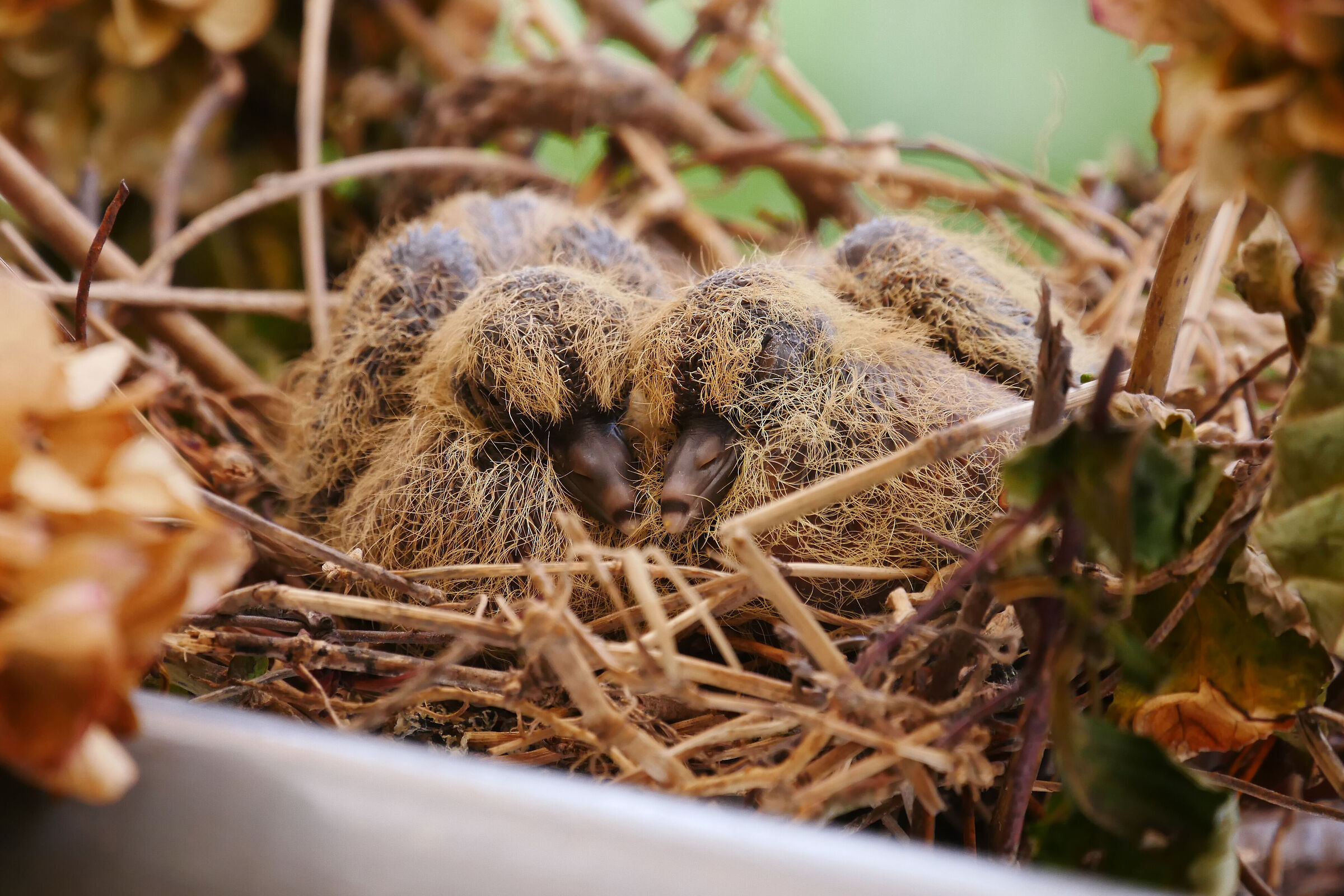 Tortore 2 - newborn chicks