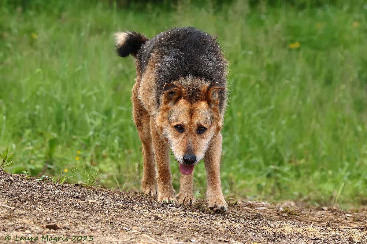 Otto, the faithful guardian of Malga Filippon
