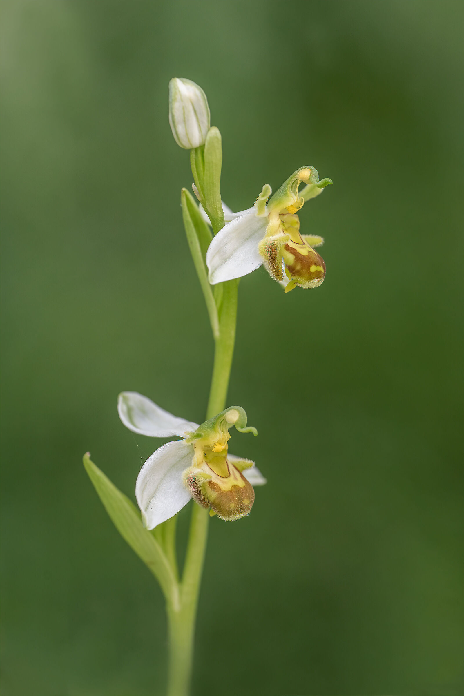 Ophrys Apifera var.flavescens