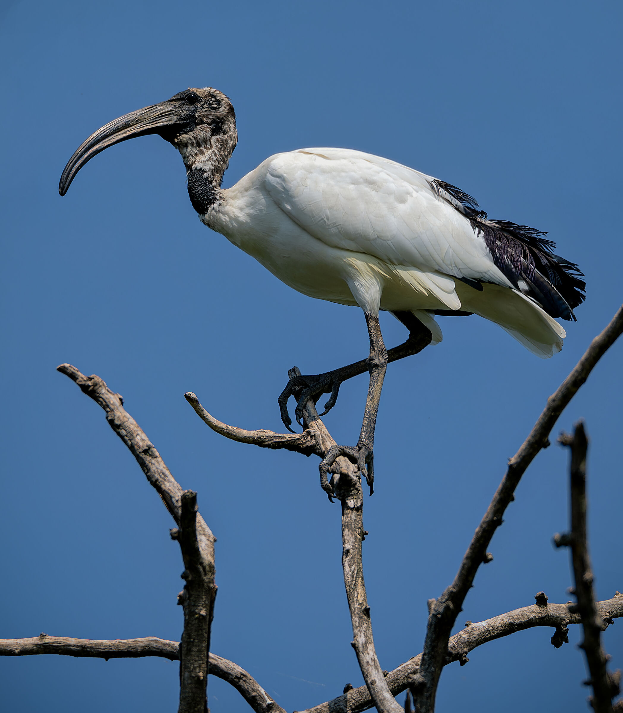 Ibis Sacro - Landriano