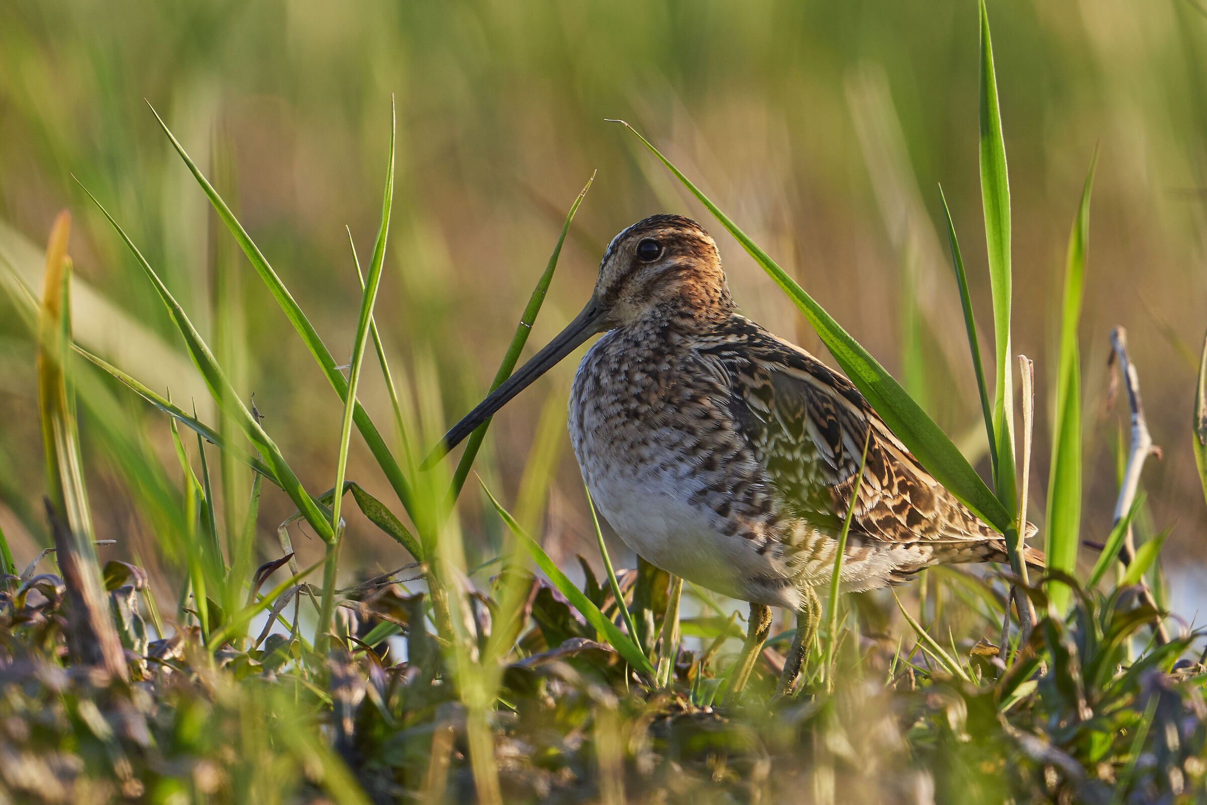 Common Snipe ( Gallinago Gallinago )