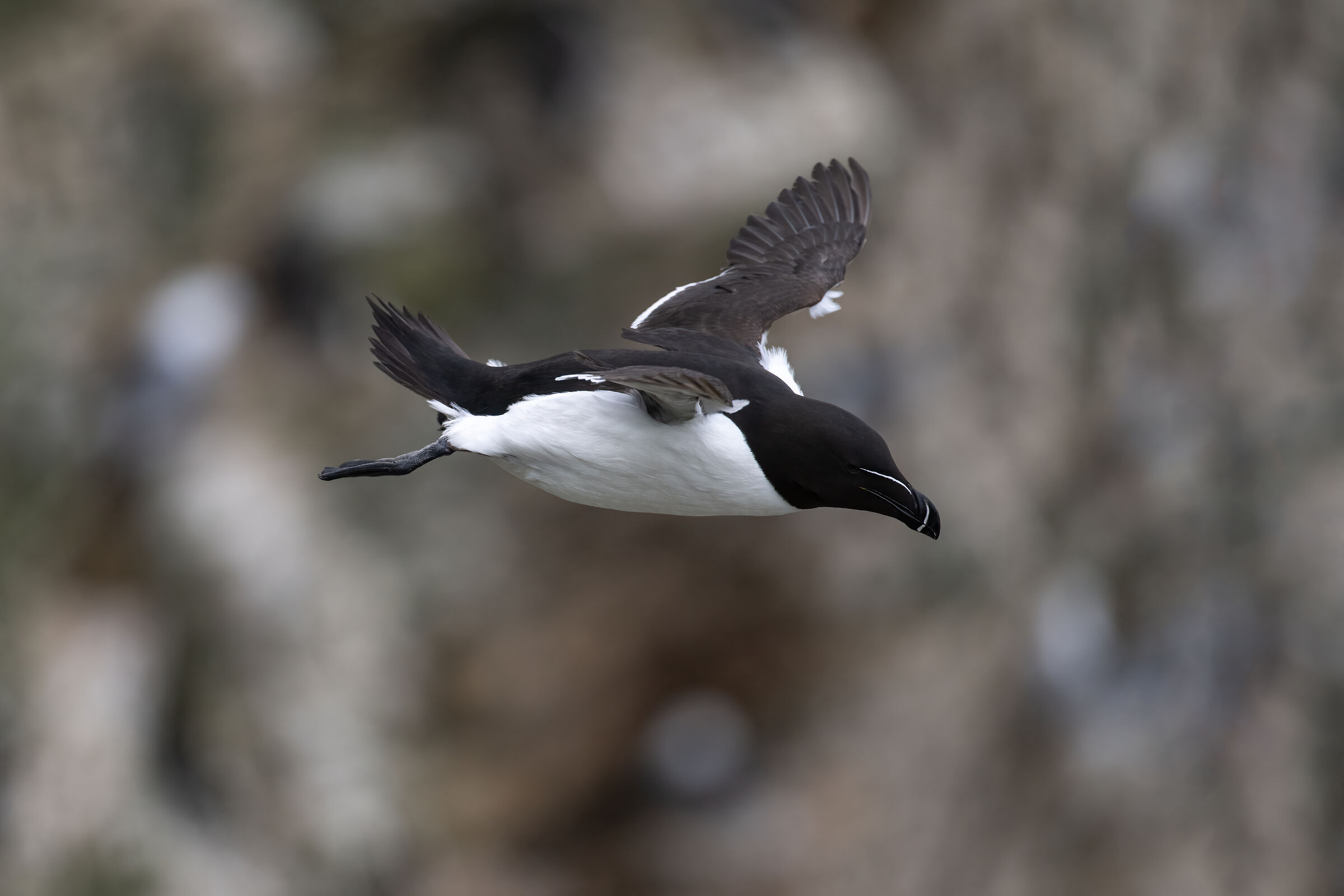 Razorbill (Moose torda)