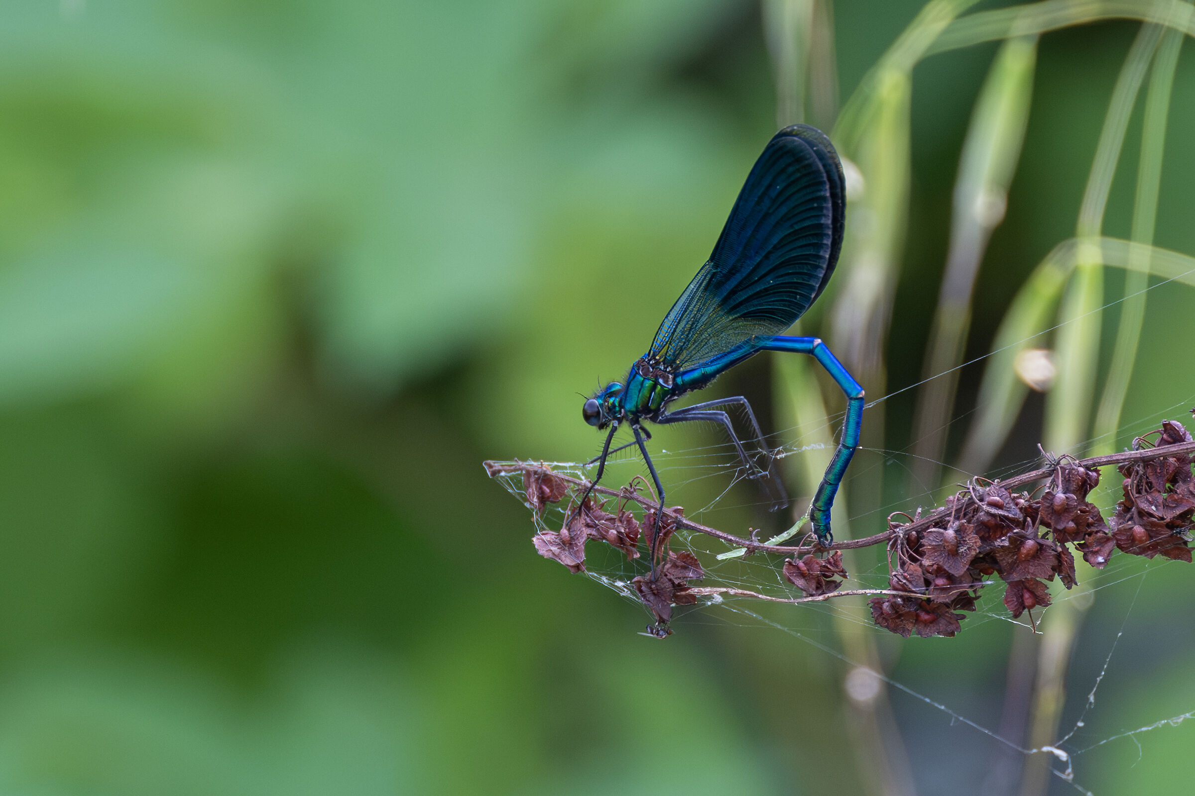 Calopteryx splendens