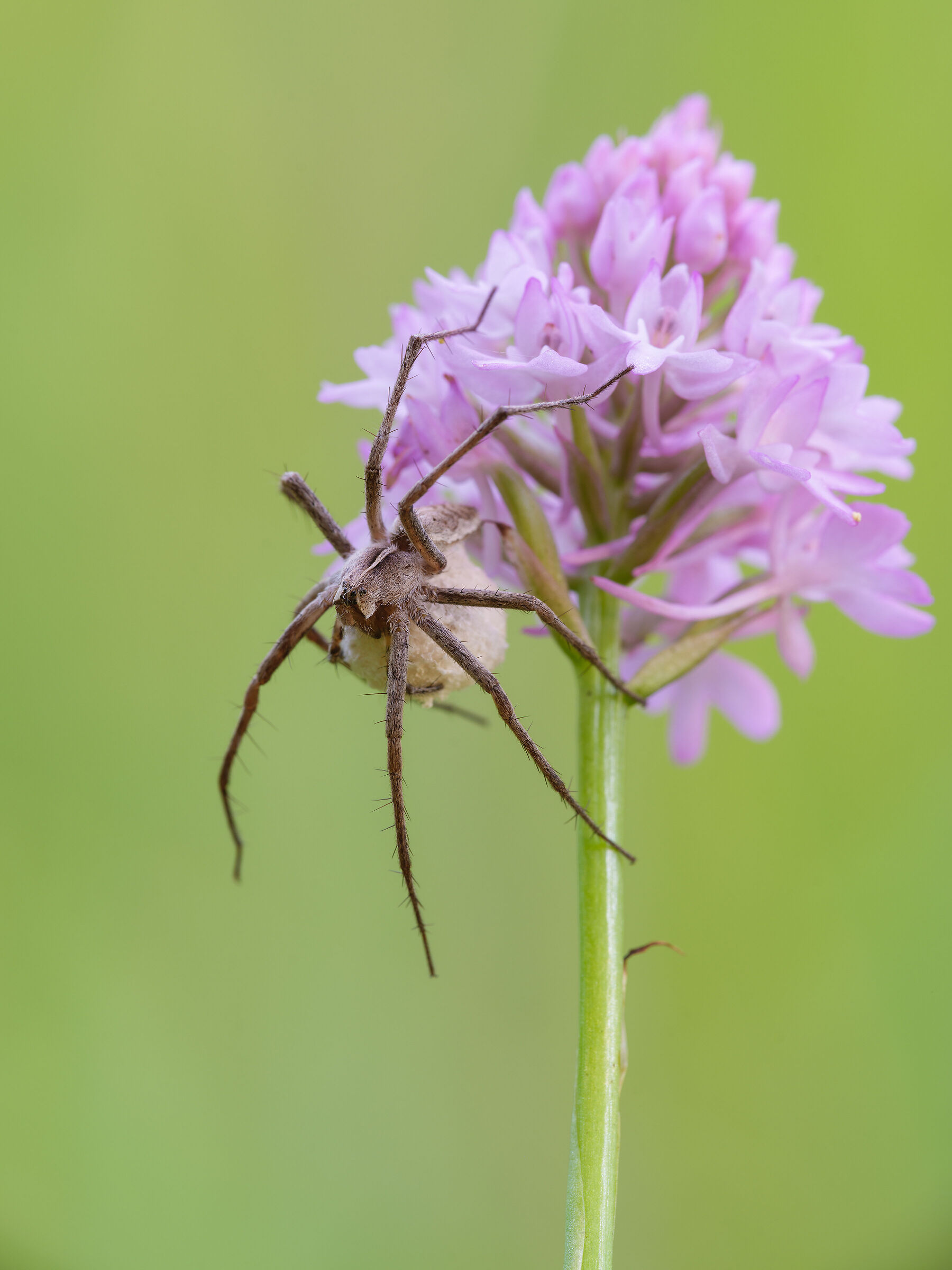 Pisaura mirabilis with ovisacco