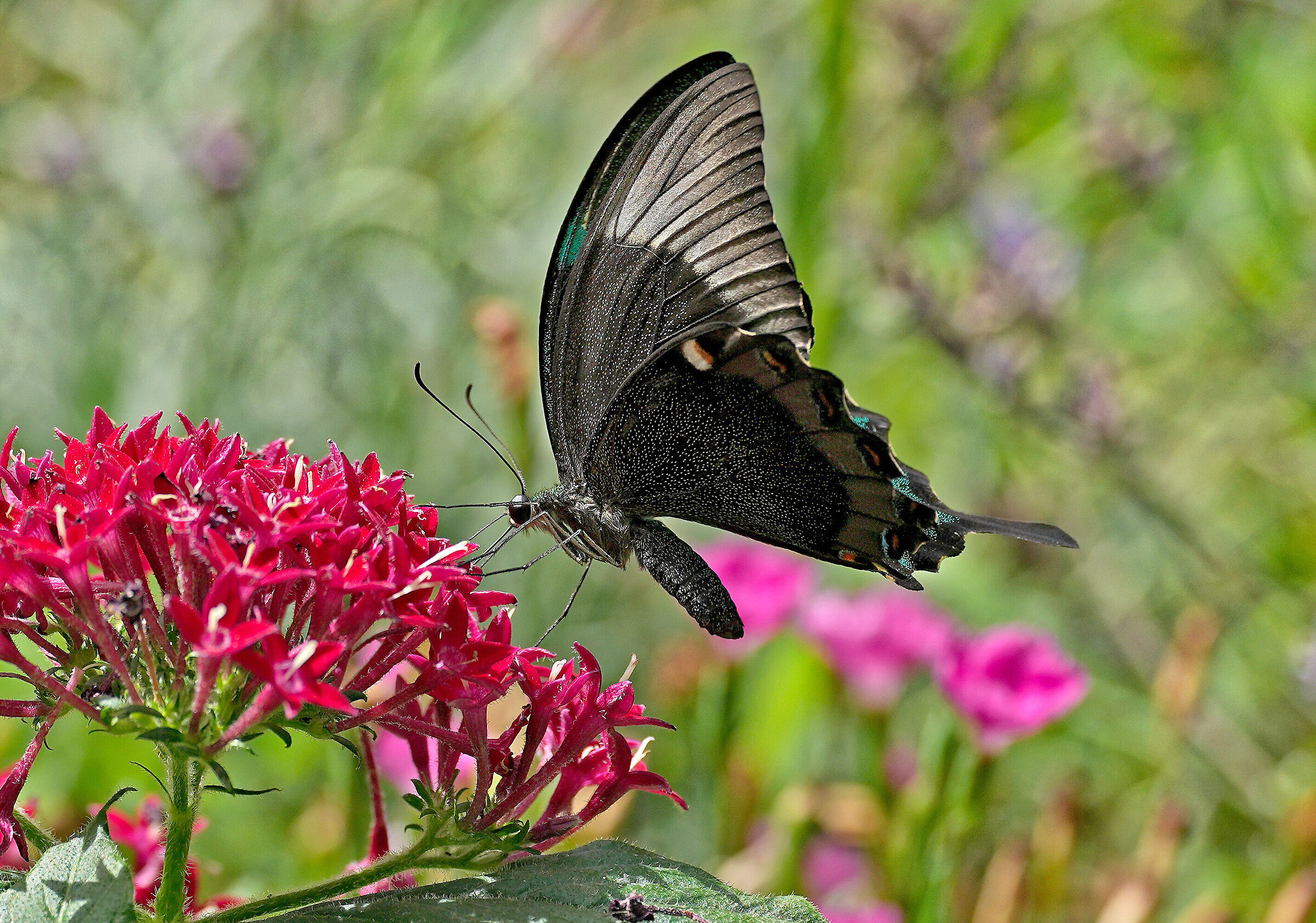Papilio palinurus