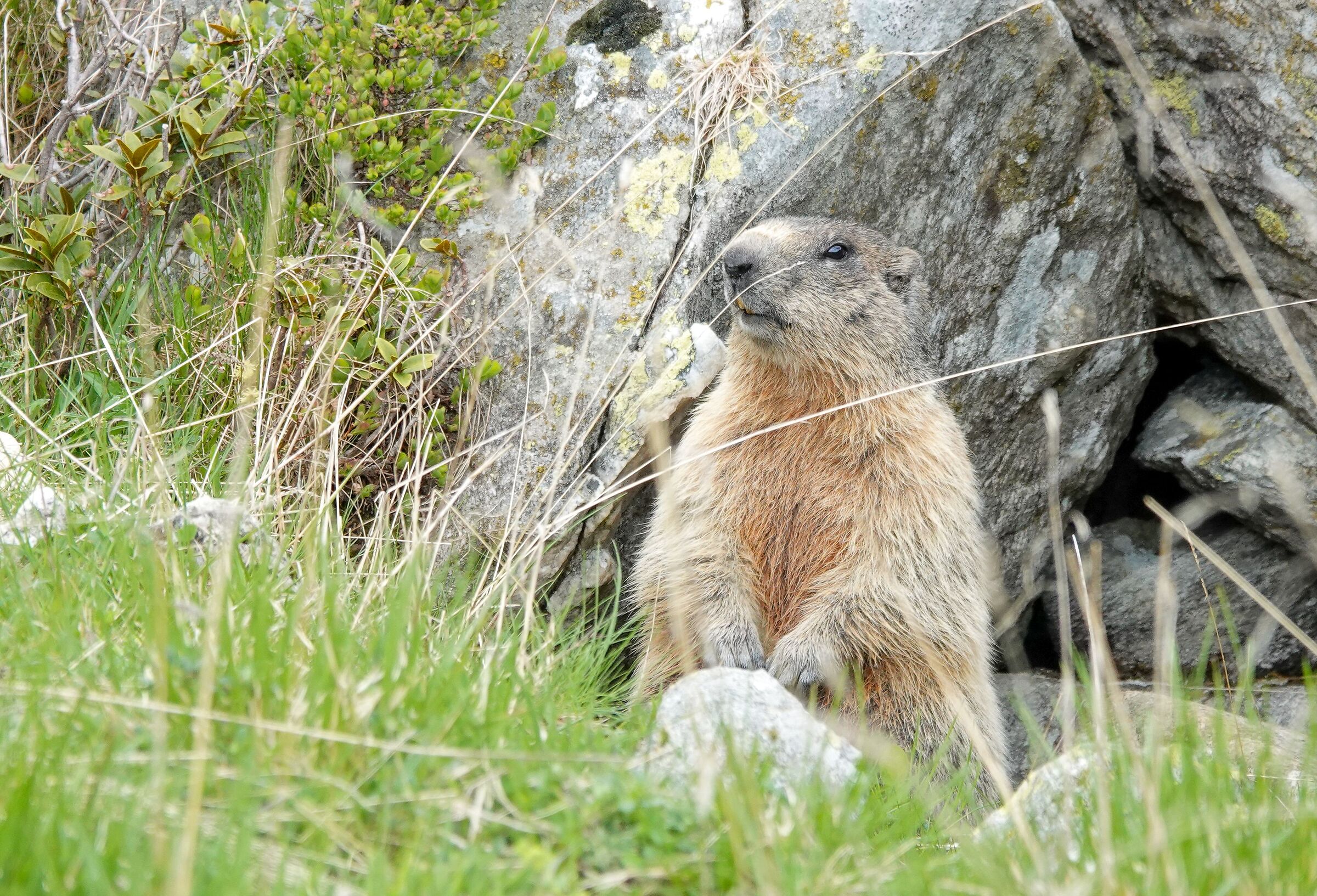 marmotta