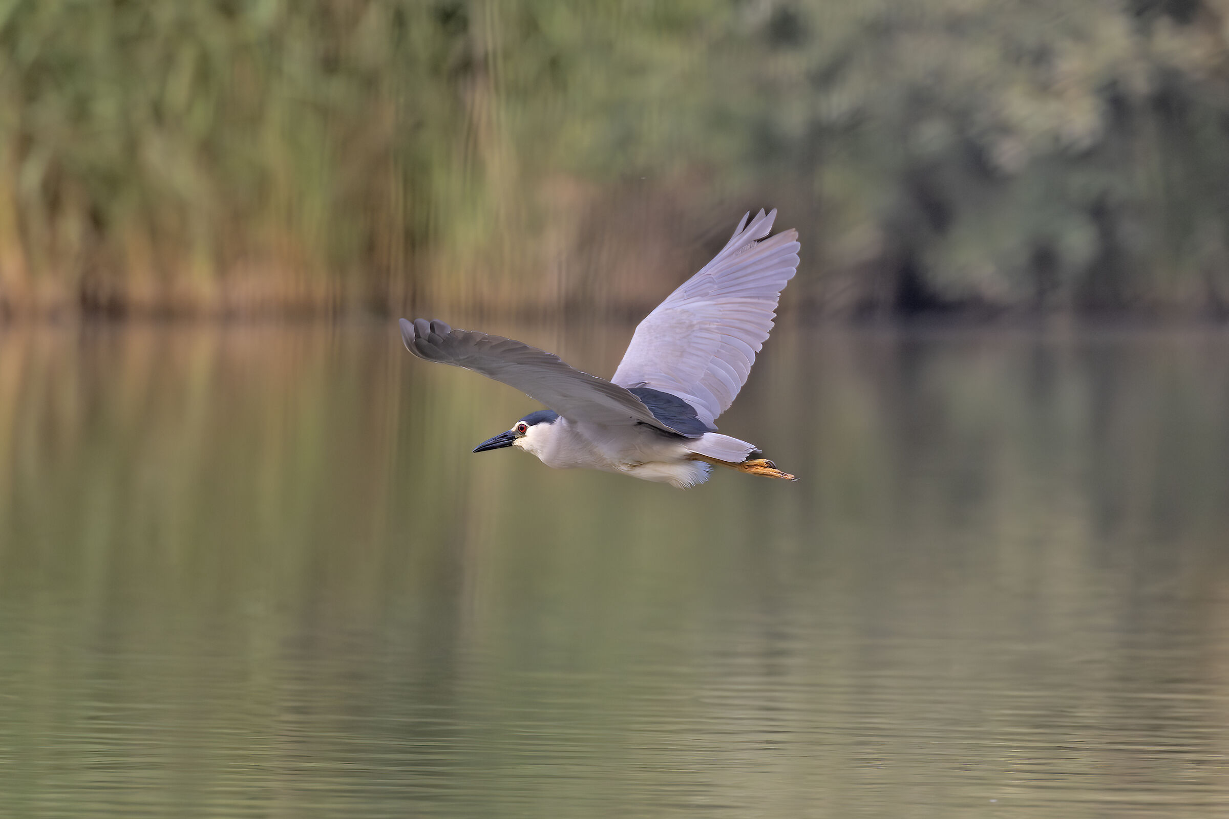 Nighthood in Flight-