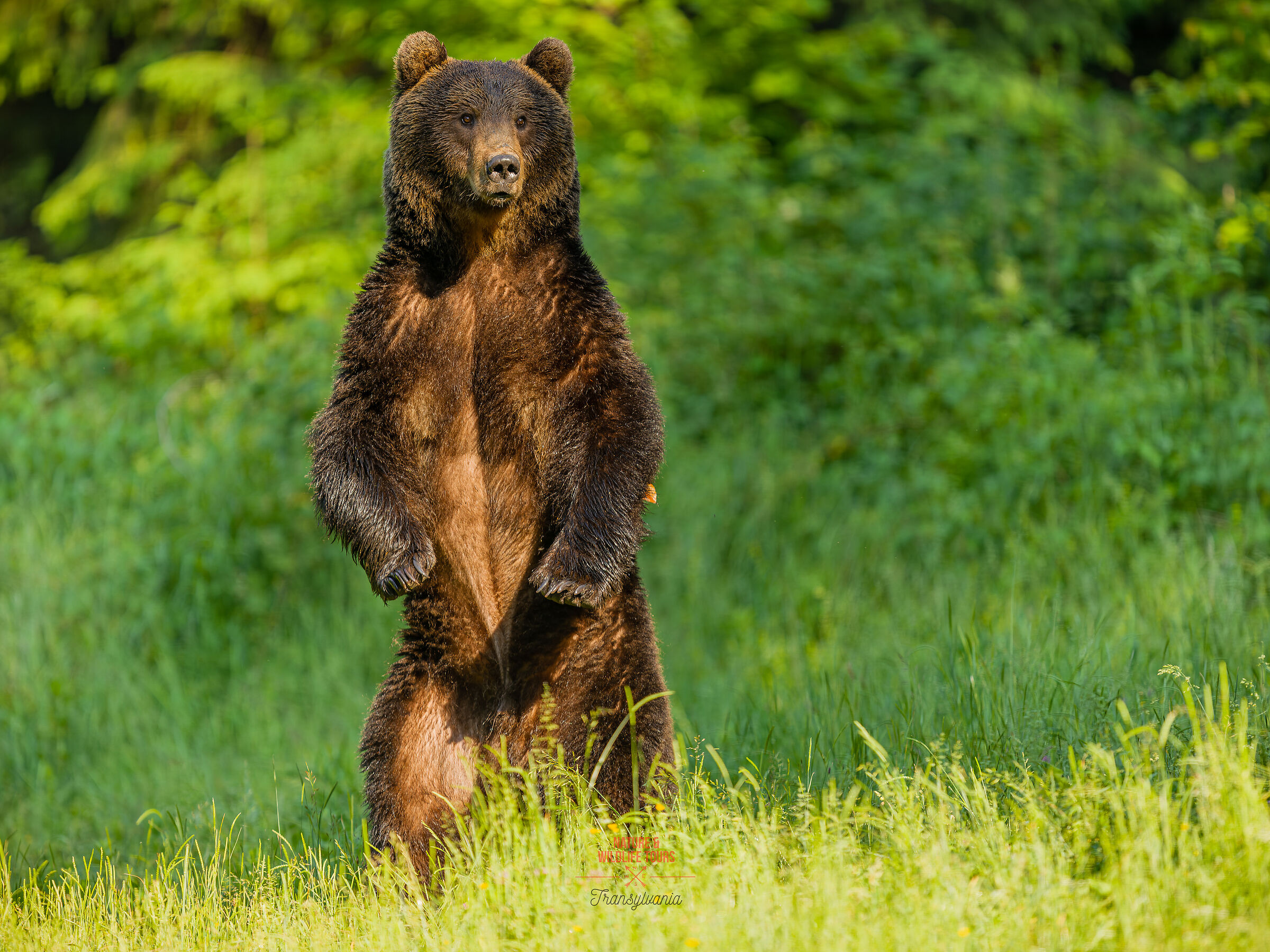 Transylvanian yeti :)