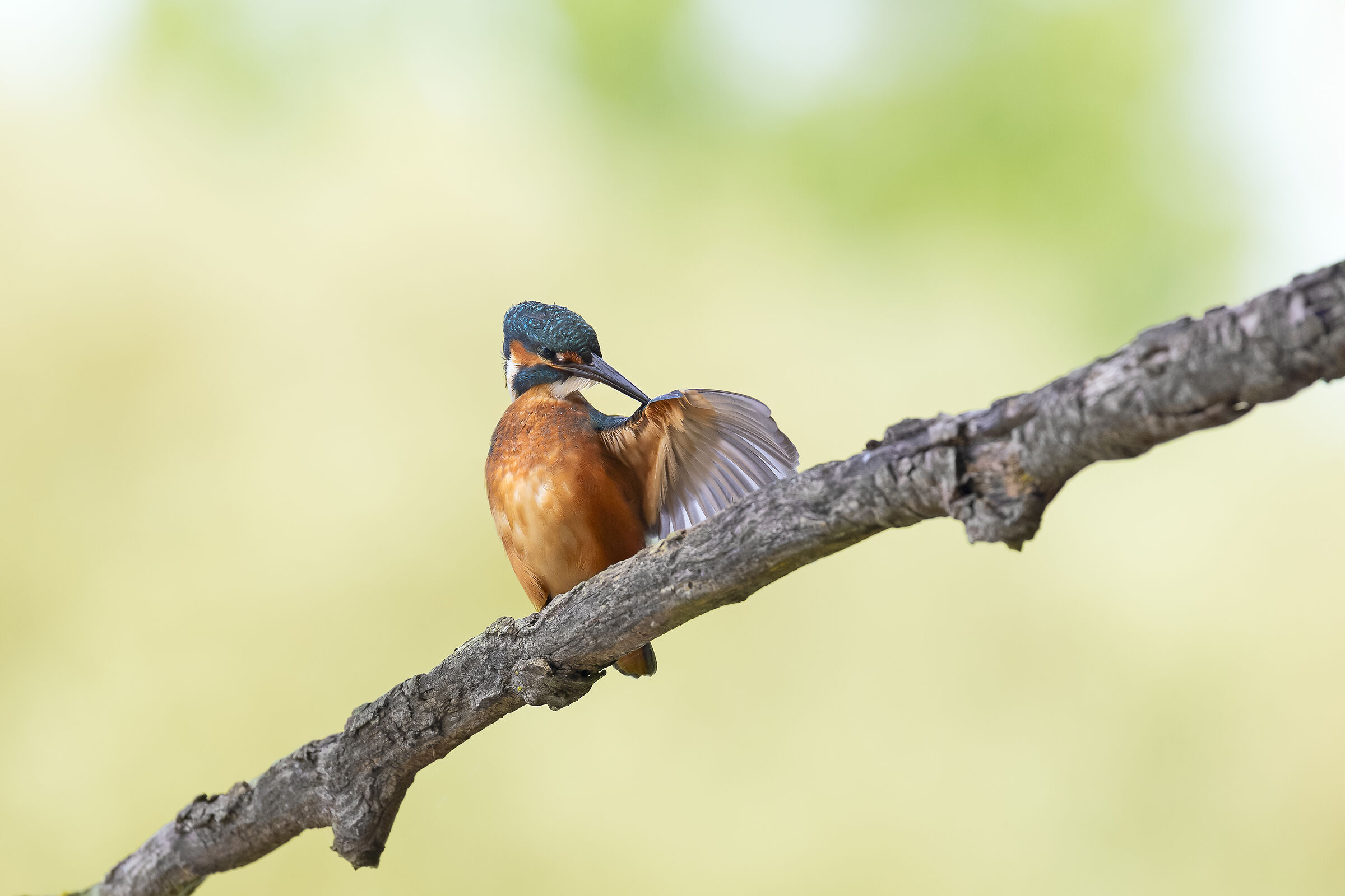 Plumage cleaning
