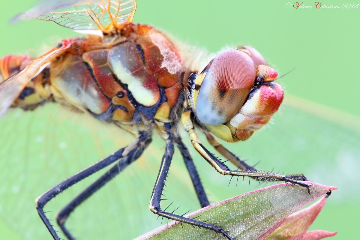 Sympetrum fonscolombii