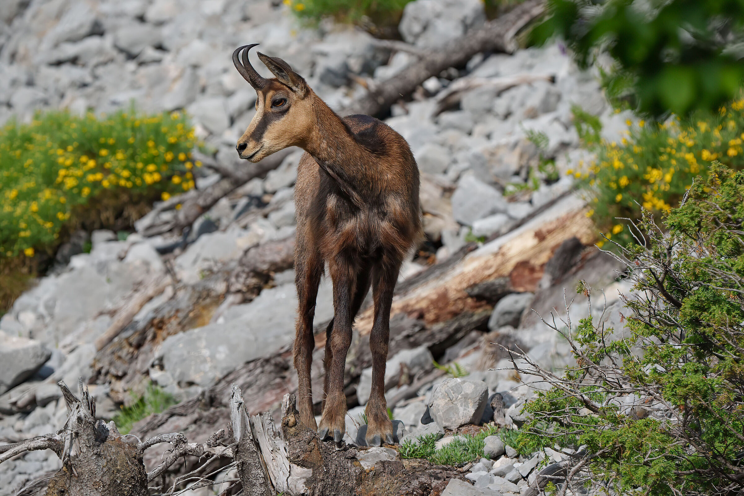 Chamois