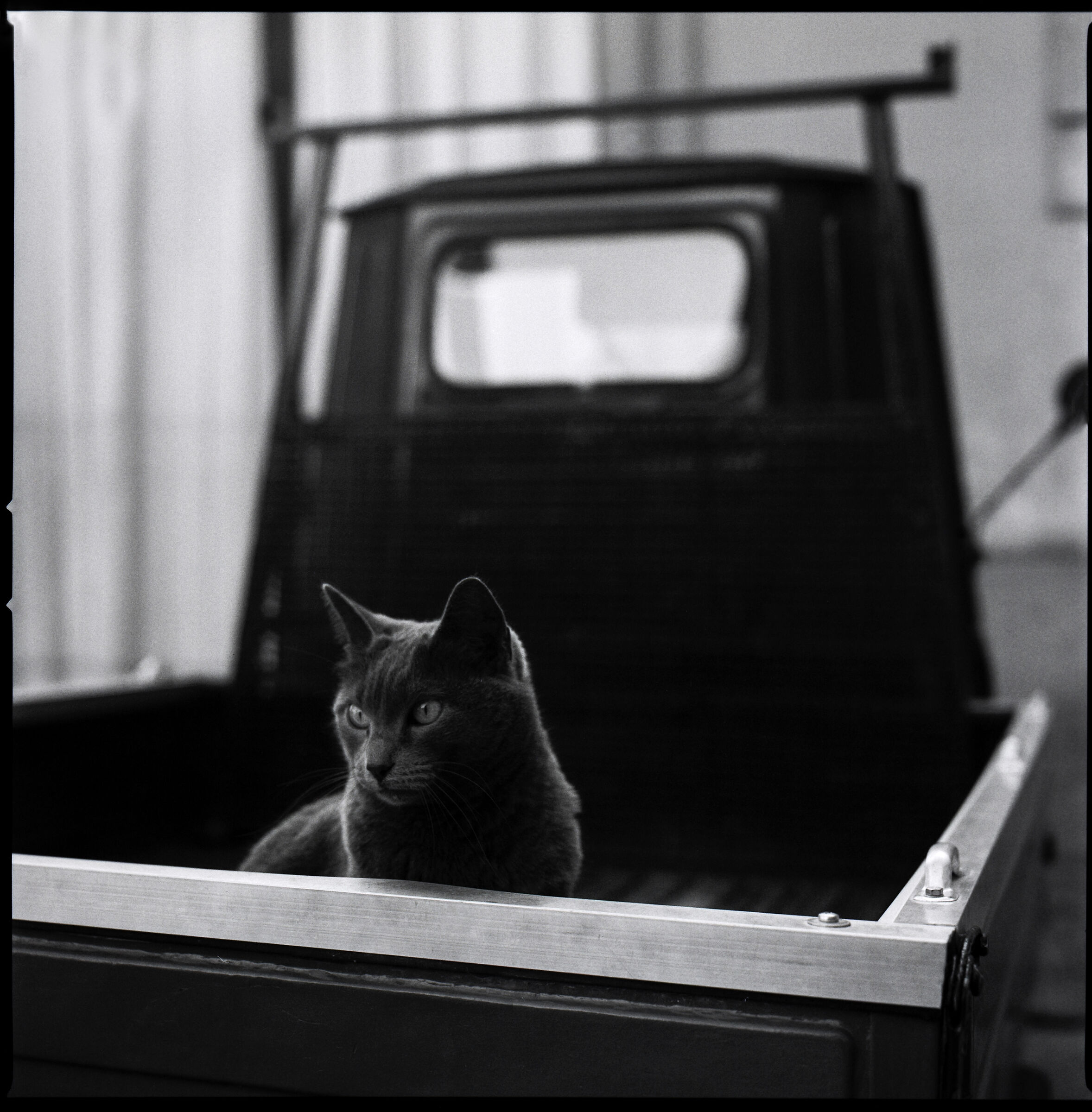 Un gatto molto toscano