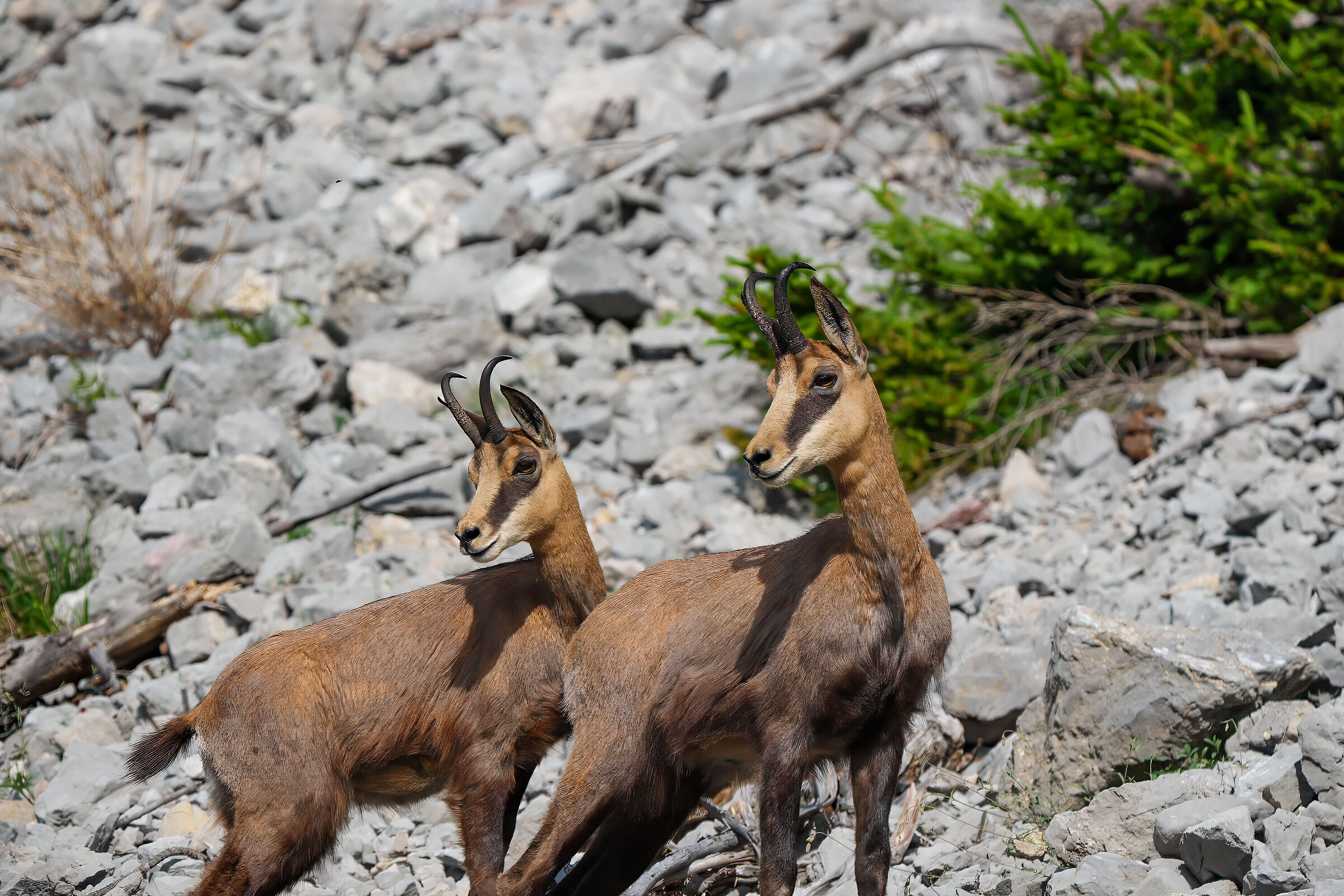 Chamois