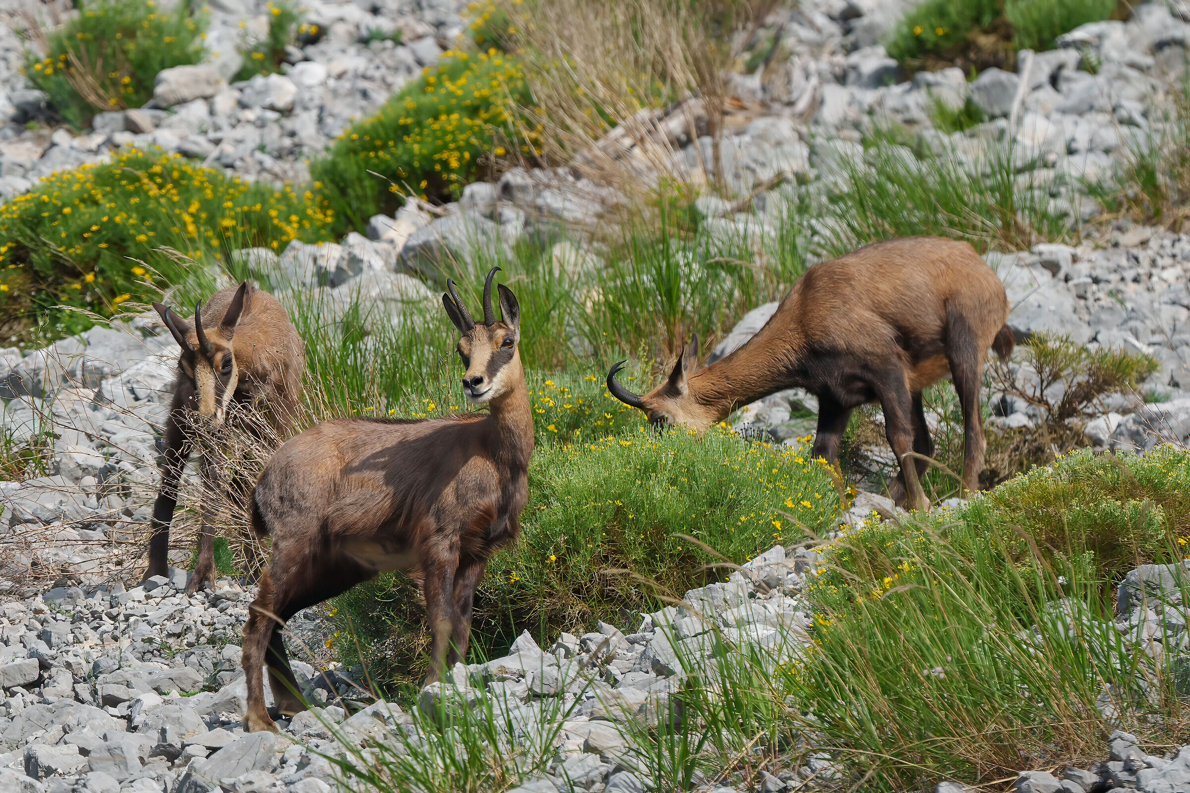 Trio of chamois