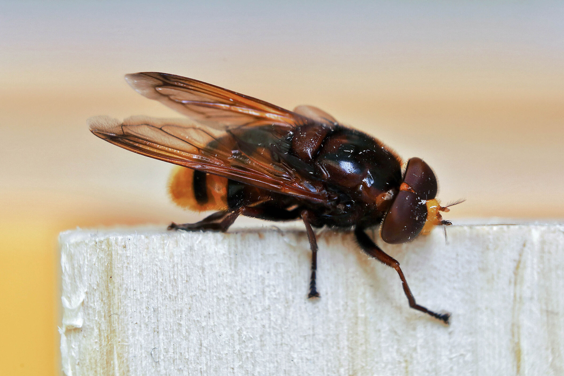 Zonal volucella