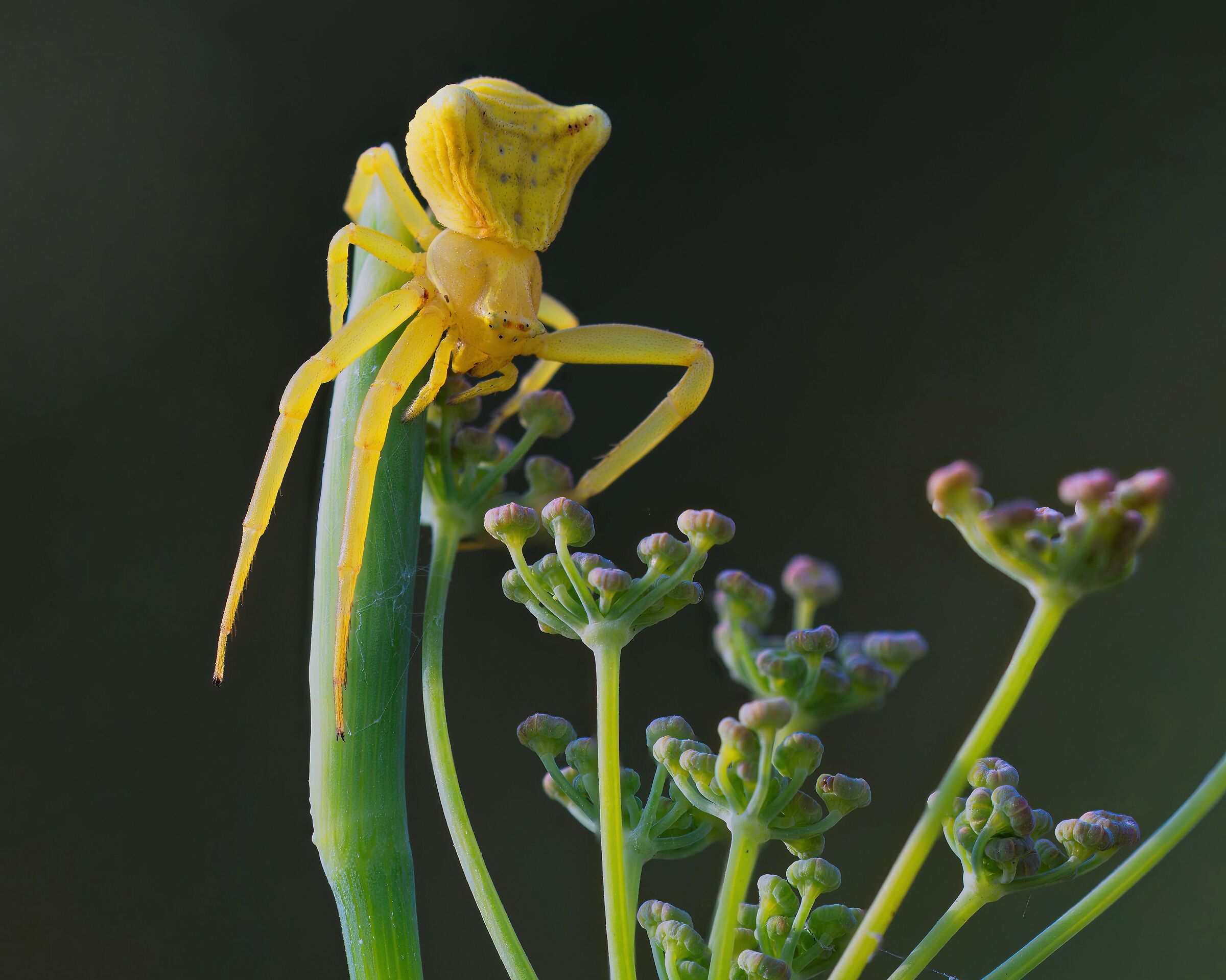Ragno granchio giallo  (Thomisus onustus)