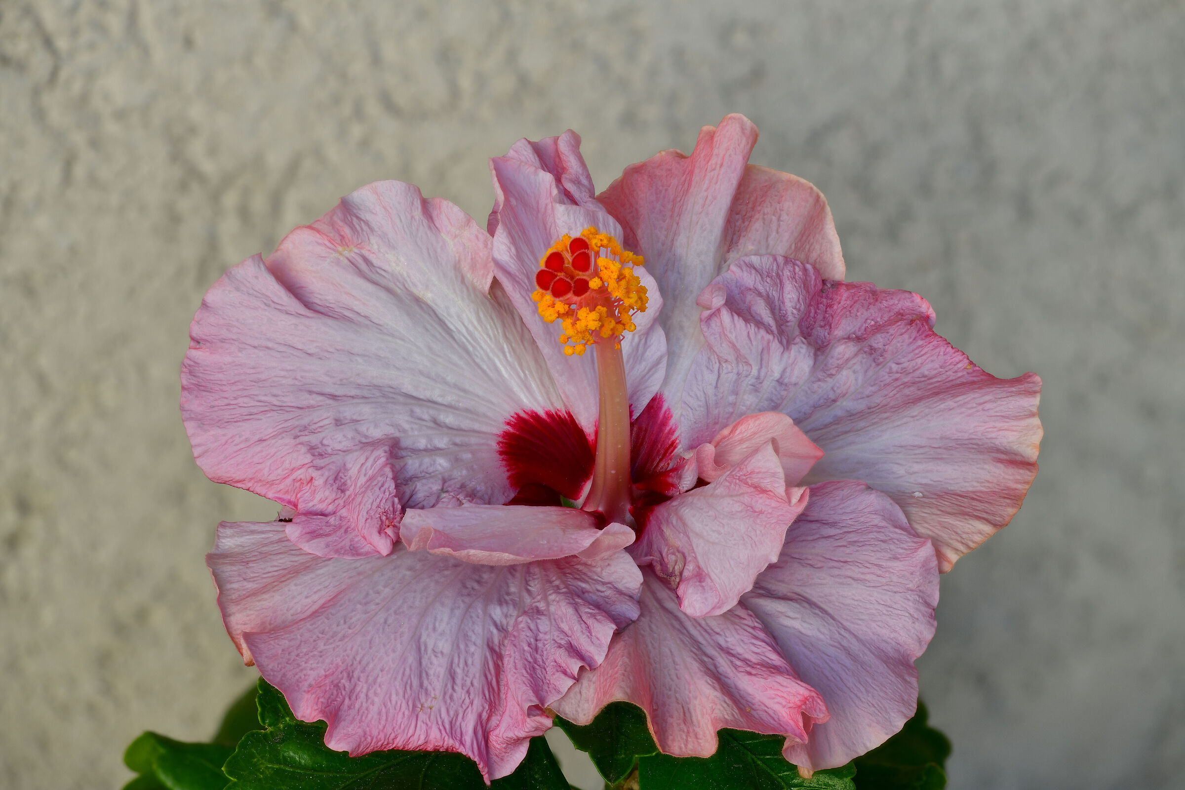 Hibiscus