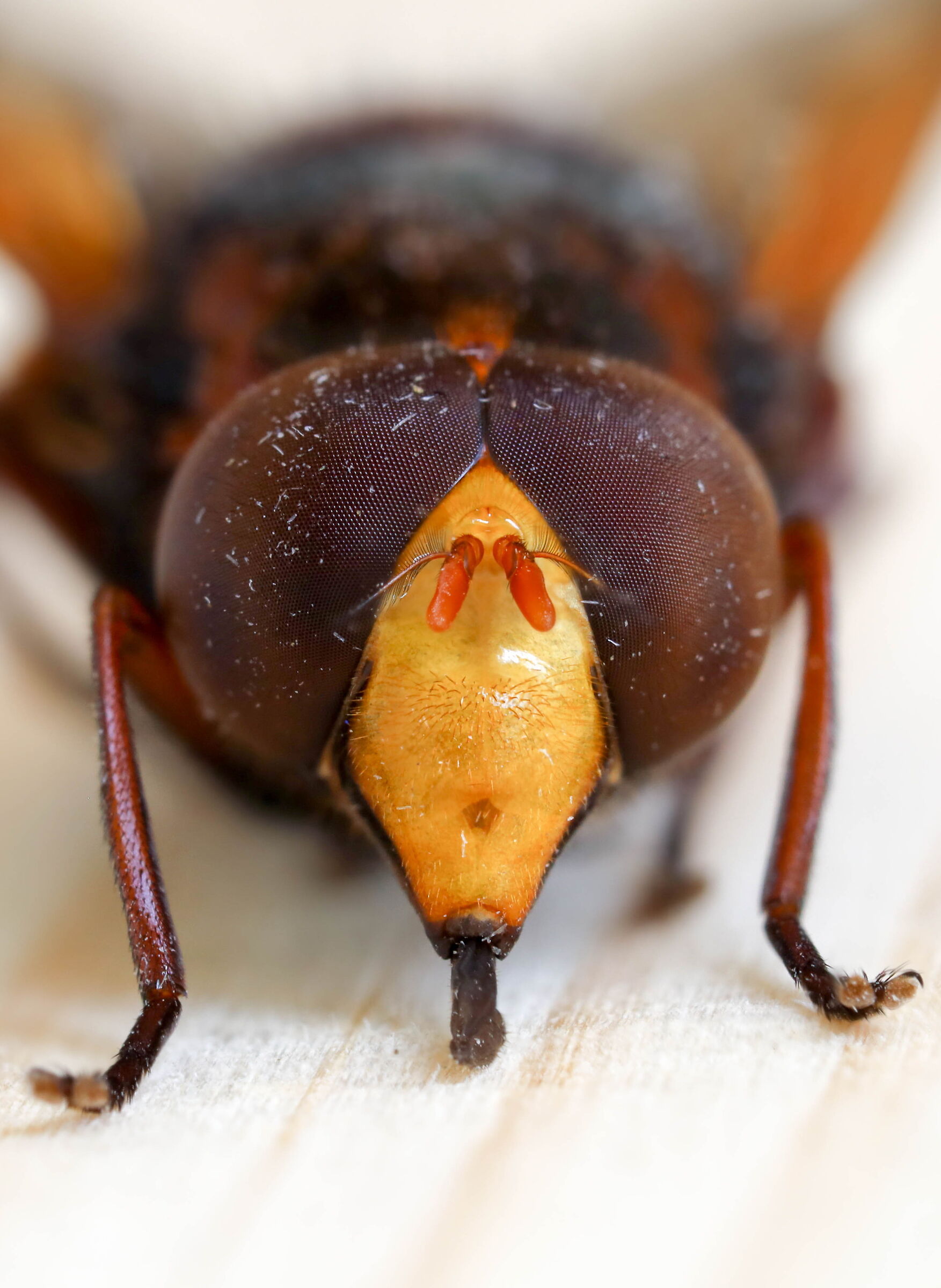 Volucella zonaria