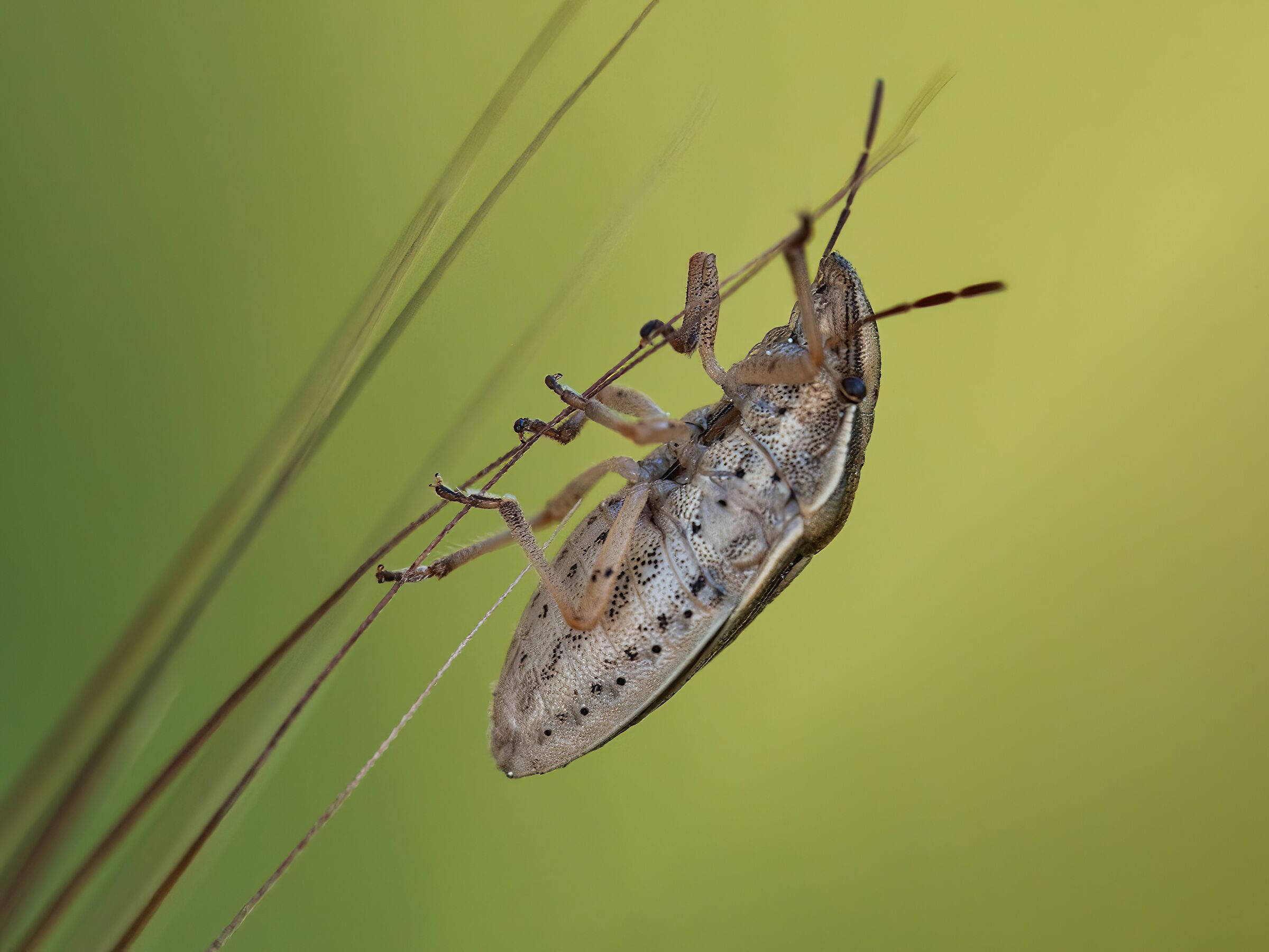 Cimice marmorata (Haliomorpha halis)