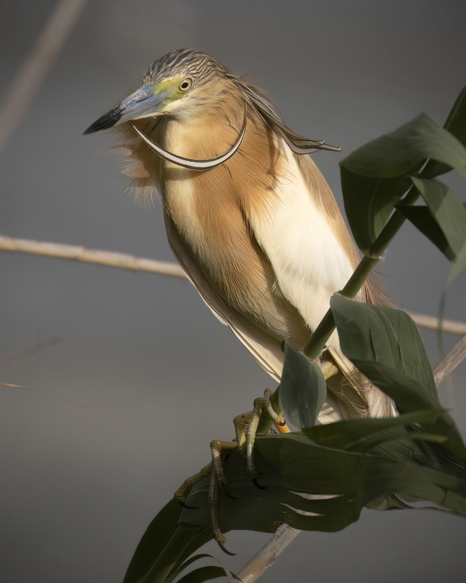Squacco heron