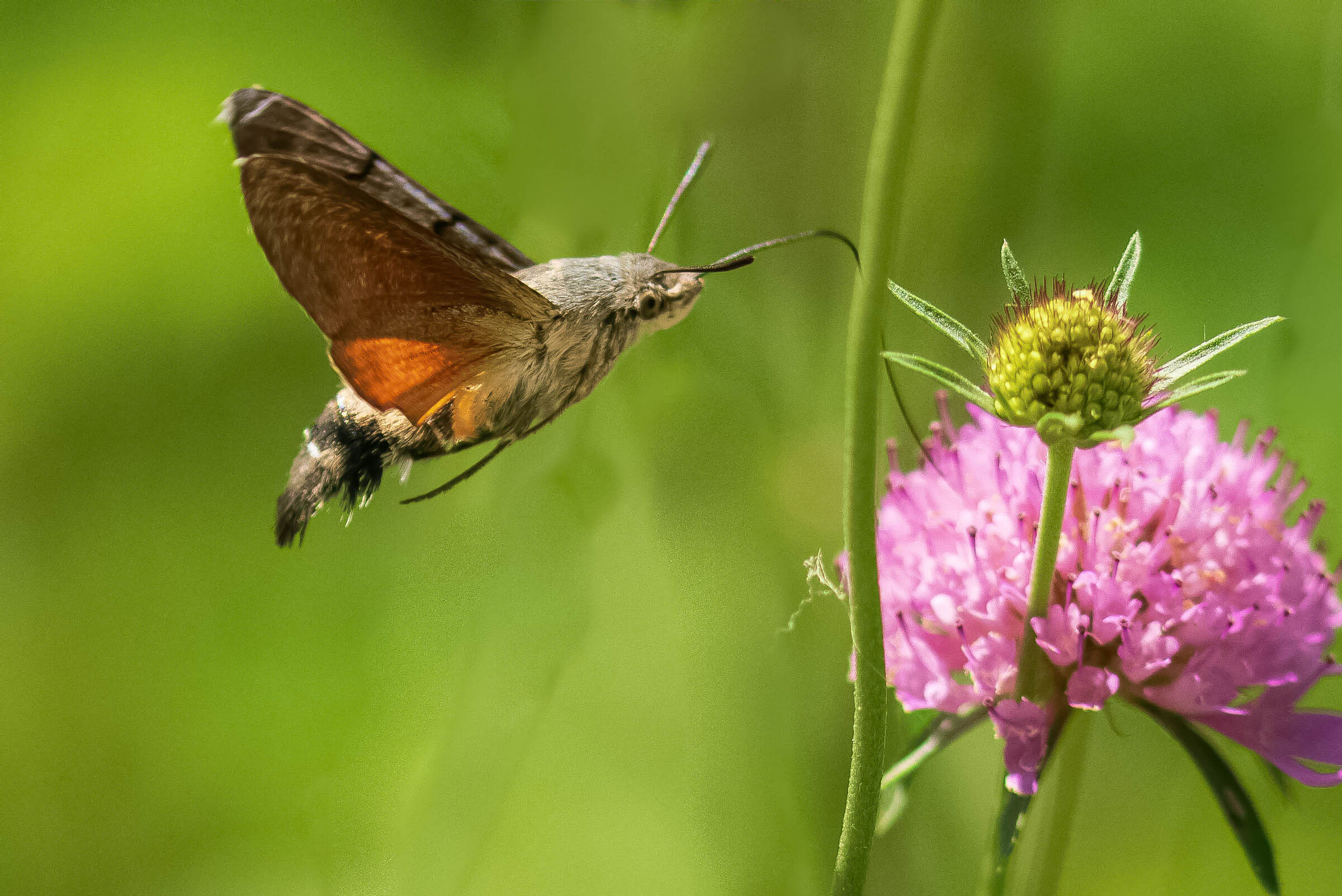 Hemaris fuciformis or Hummingbiro hawkmoth ?