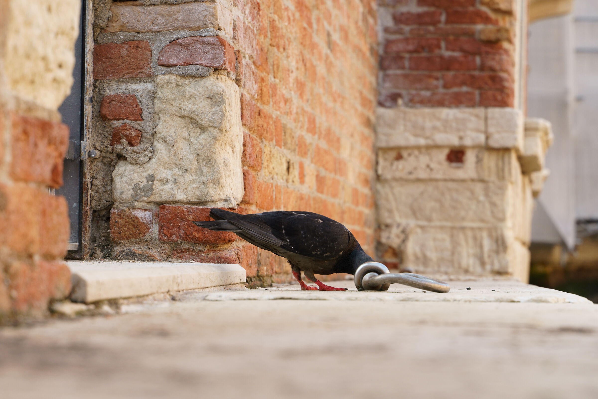 ma dove ho la testa?