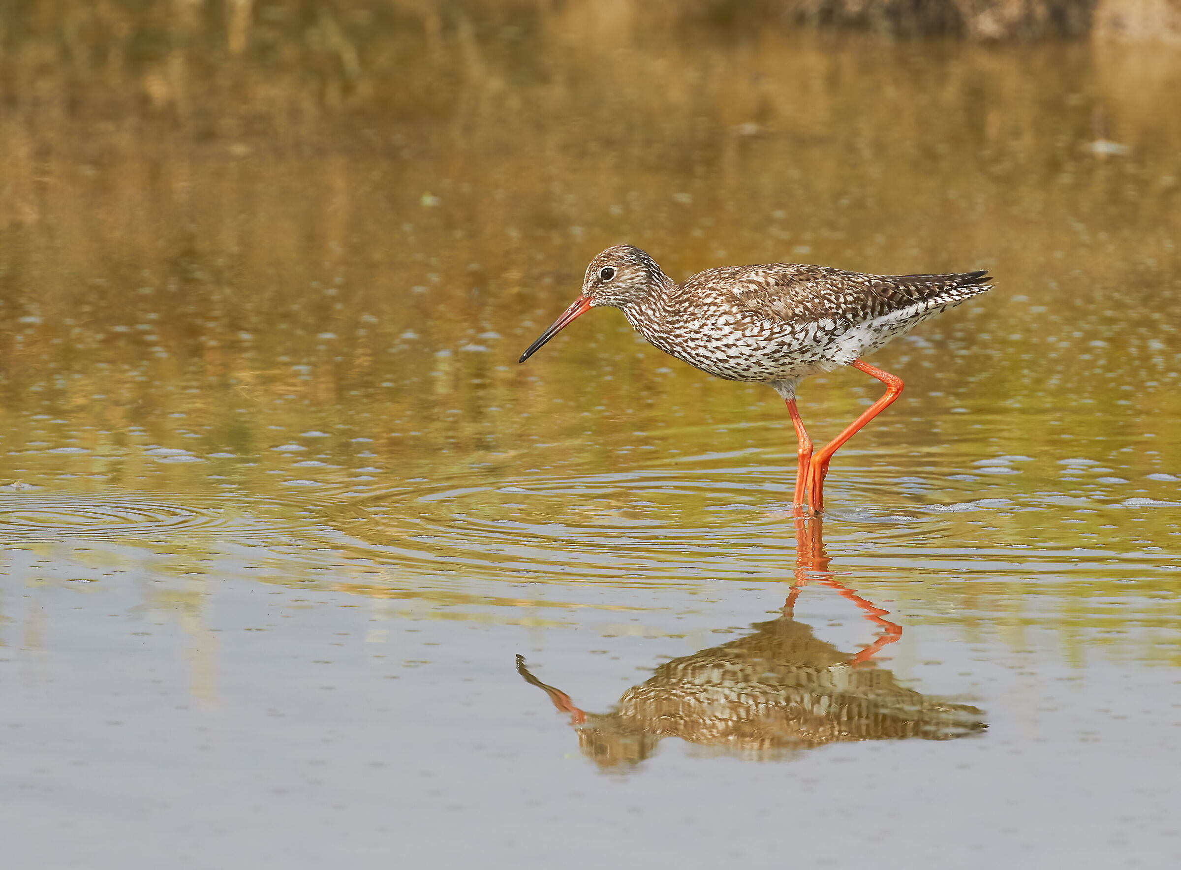 Redshank
