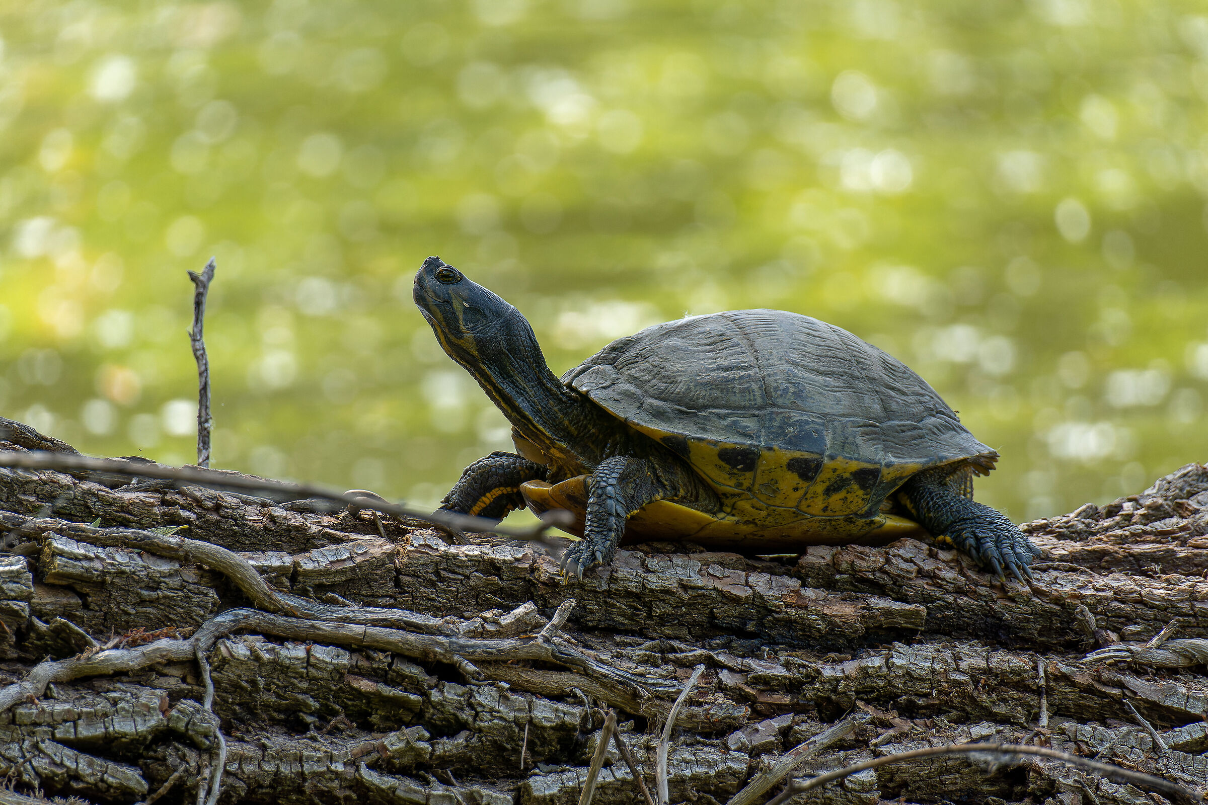 Tarta in the sun